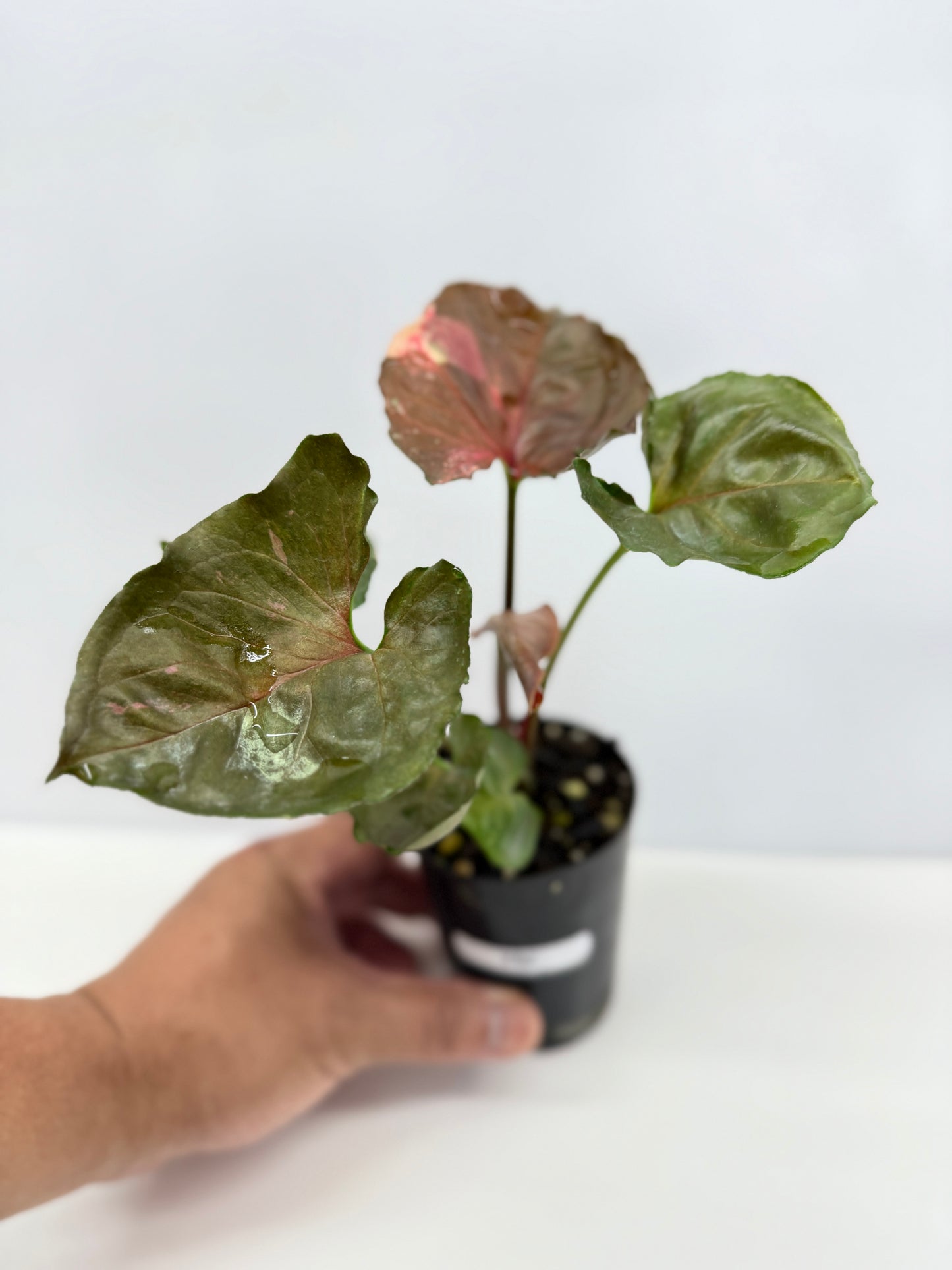 Syngonium Strawberry Ice Y62