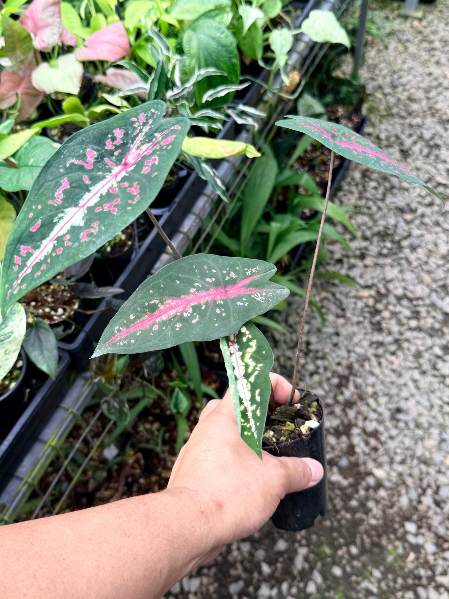 Caladium 'Picturatum' R20
