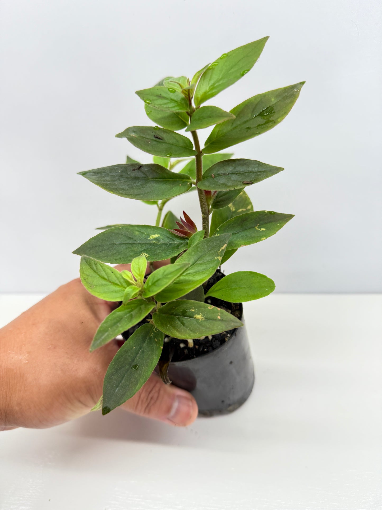 Columnea mercure - Yellow Lipstick Plant - Best Pick of the Crop!