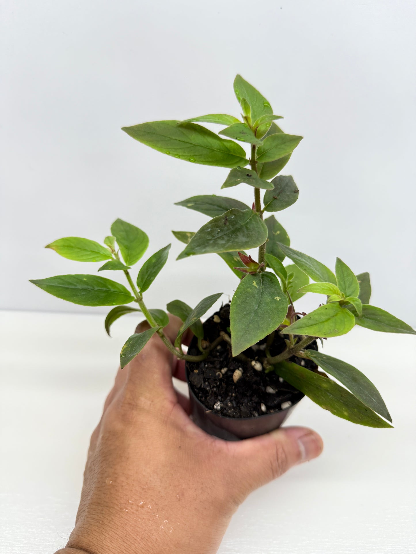 Columnea mercure - Yellow Lipstick Plant - Best Pick of the Crop!