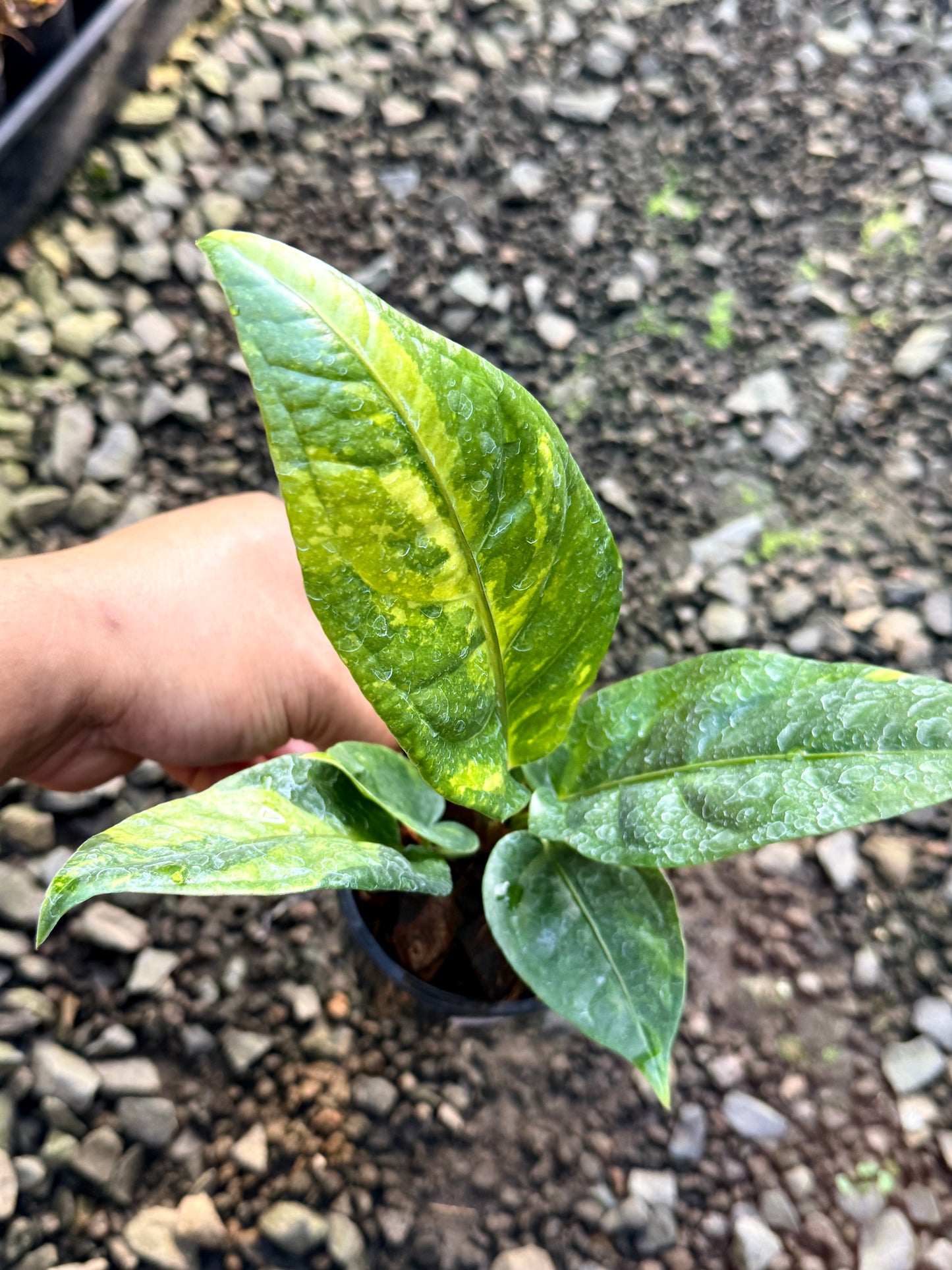 Anthurium Hookeri Variegata No. 3 R24