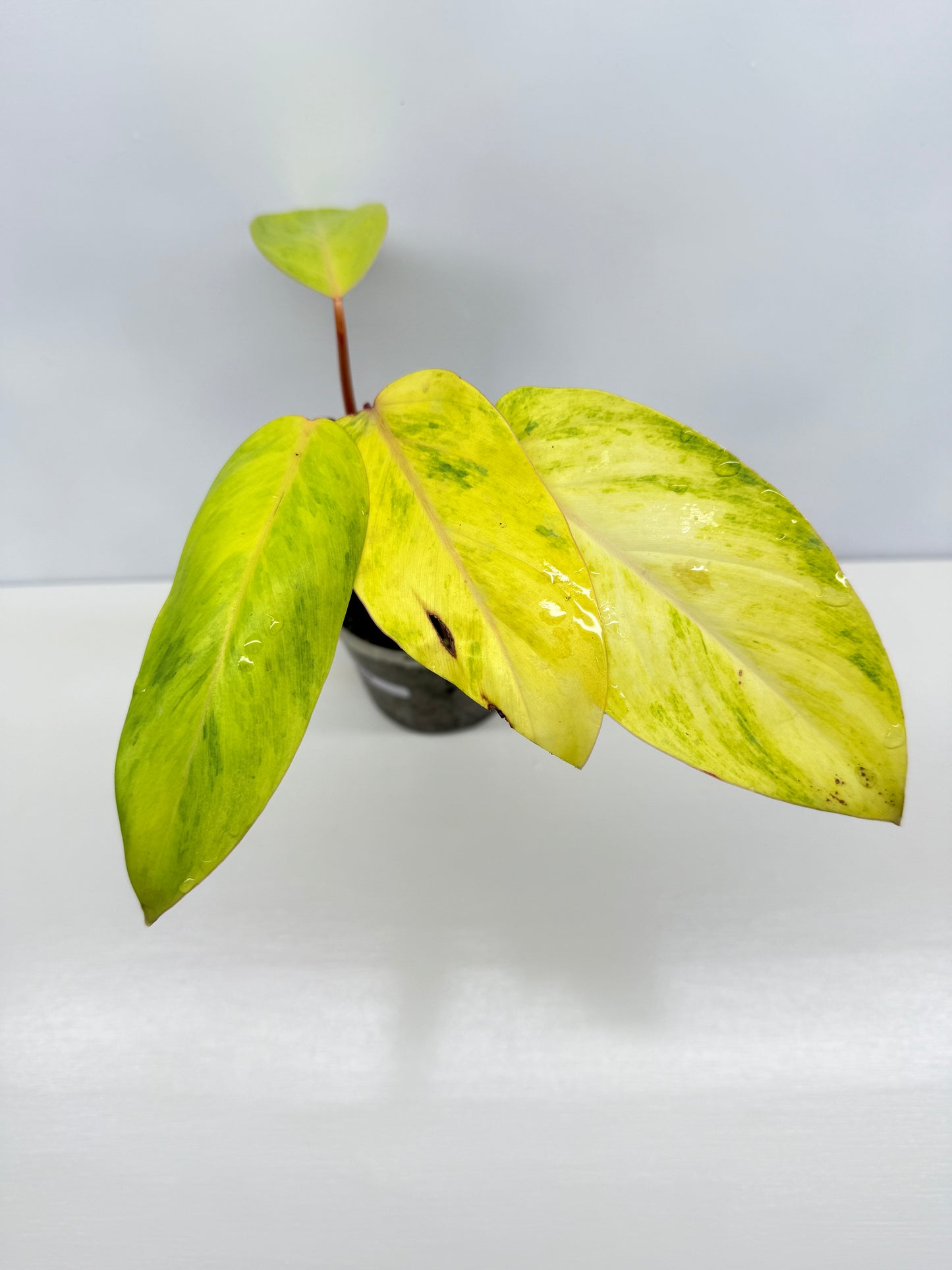 Philodendron Painted Lady Hybrid Red Stem Y68