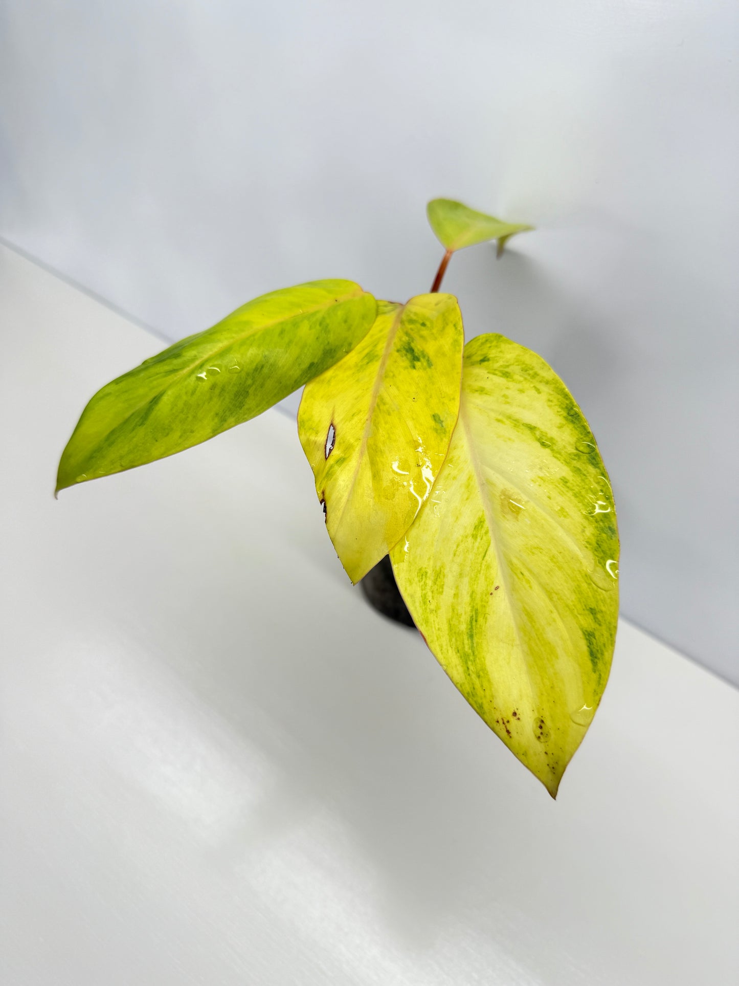 Philodendron Painted Lady Hybrid Red Stem Y68
