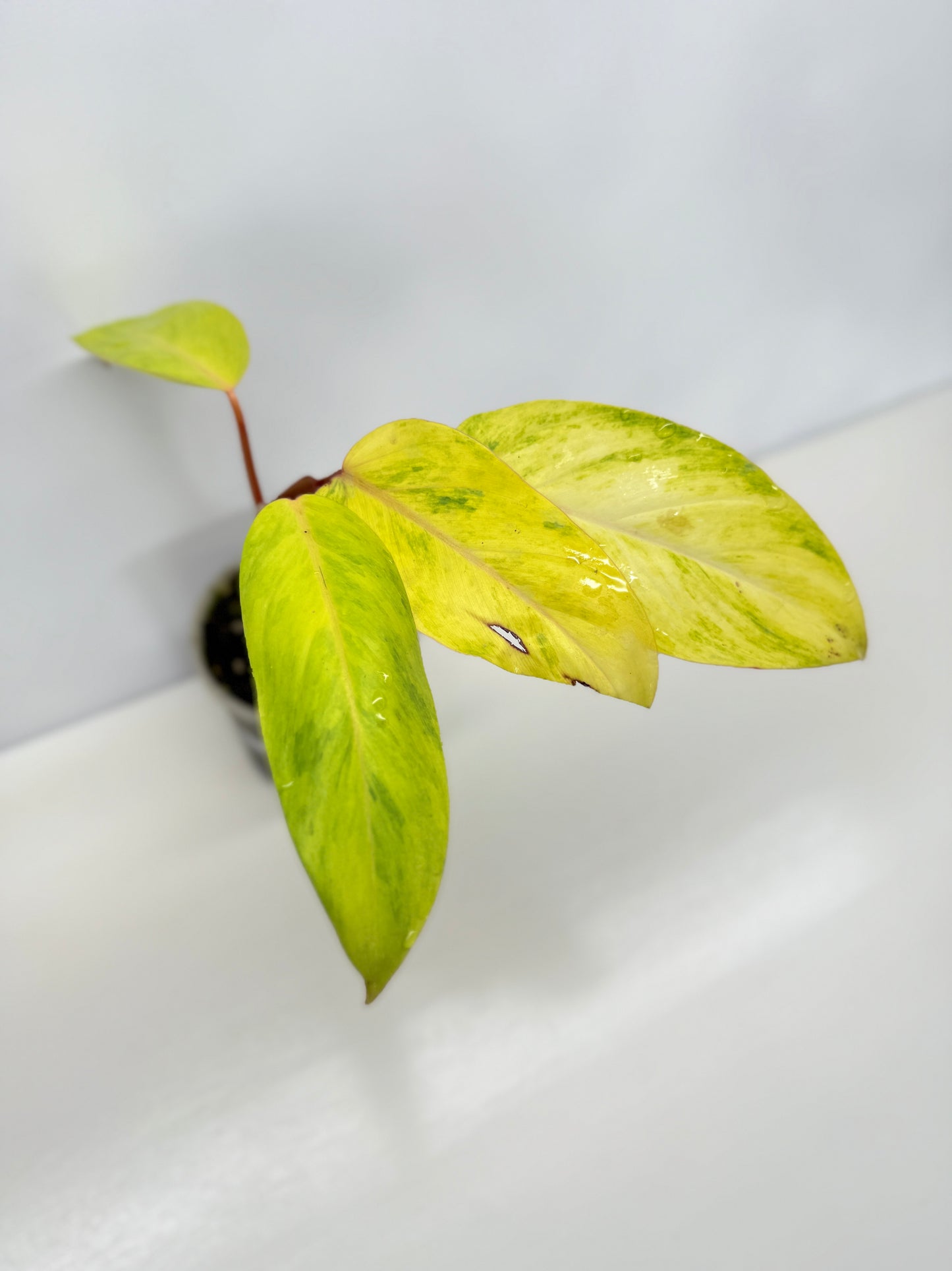 Philodendron Painted Lady Hybrid Red Stem Y68