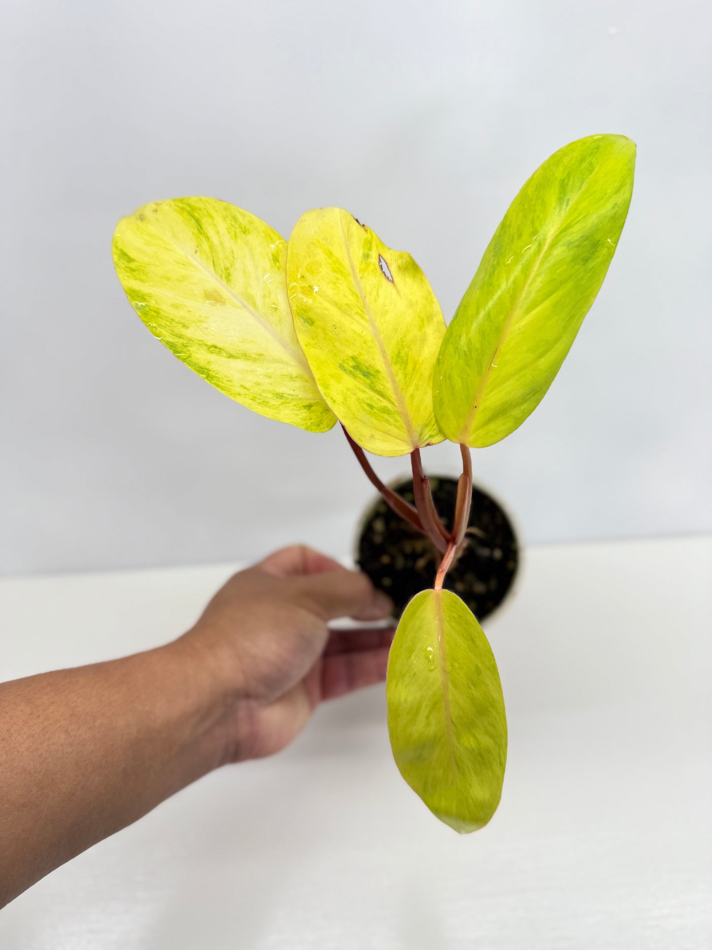 Philodendron Painted Lady Hybrid Red Stem Y68