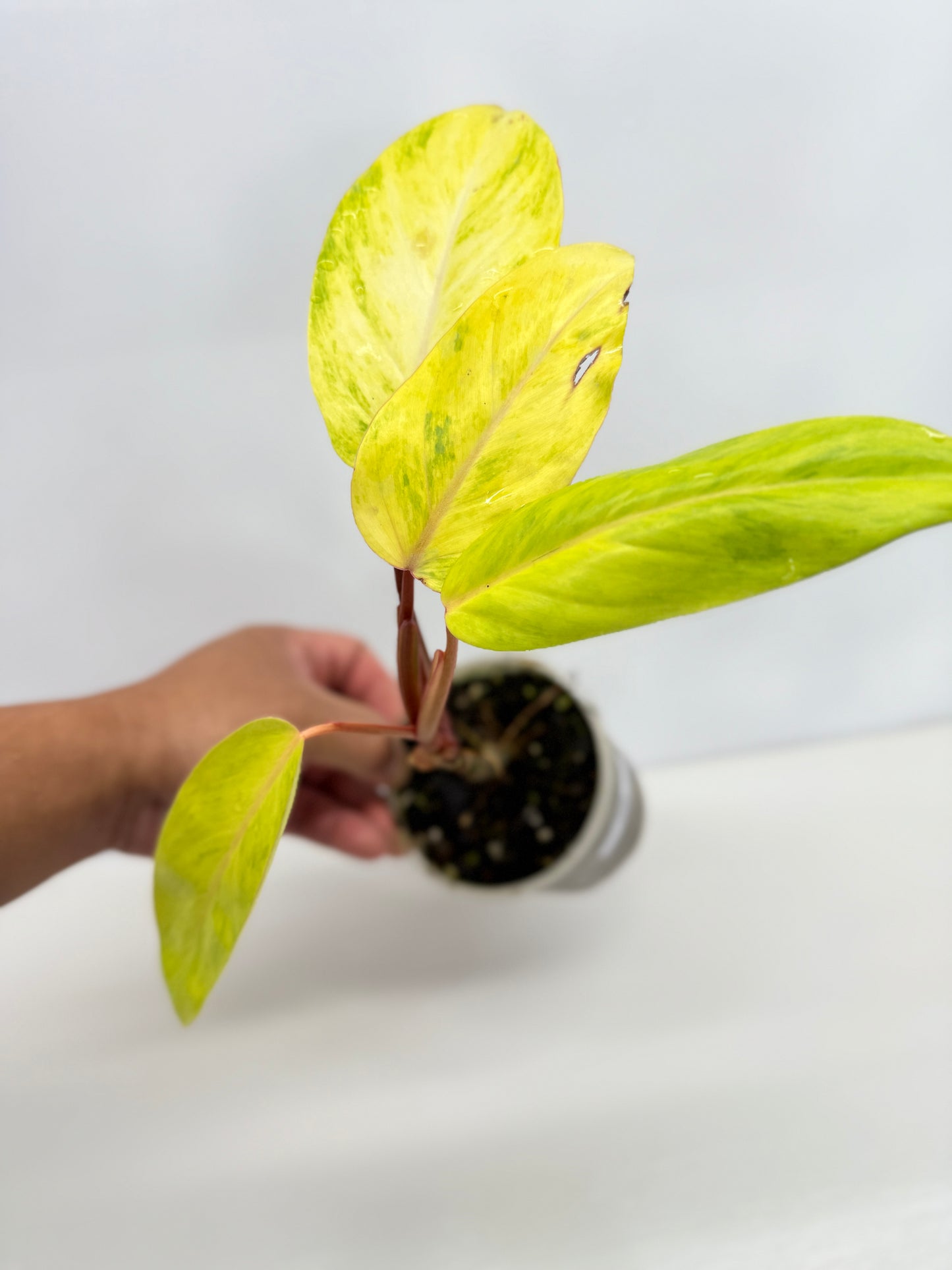 Philodendron Painted Lady Hybrid Red Stem Y68