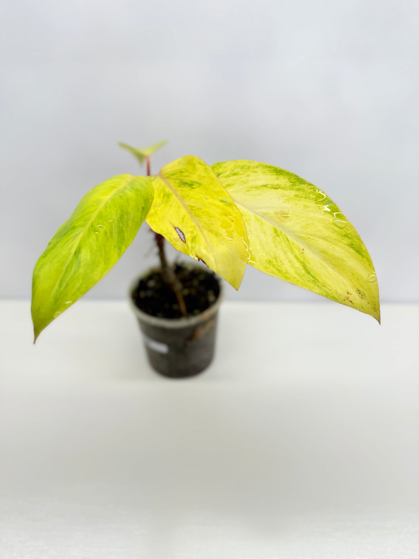 Philodendron Painted Lady Hybrid Red Stem Y68
