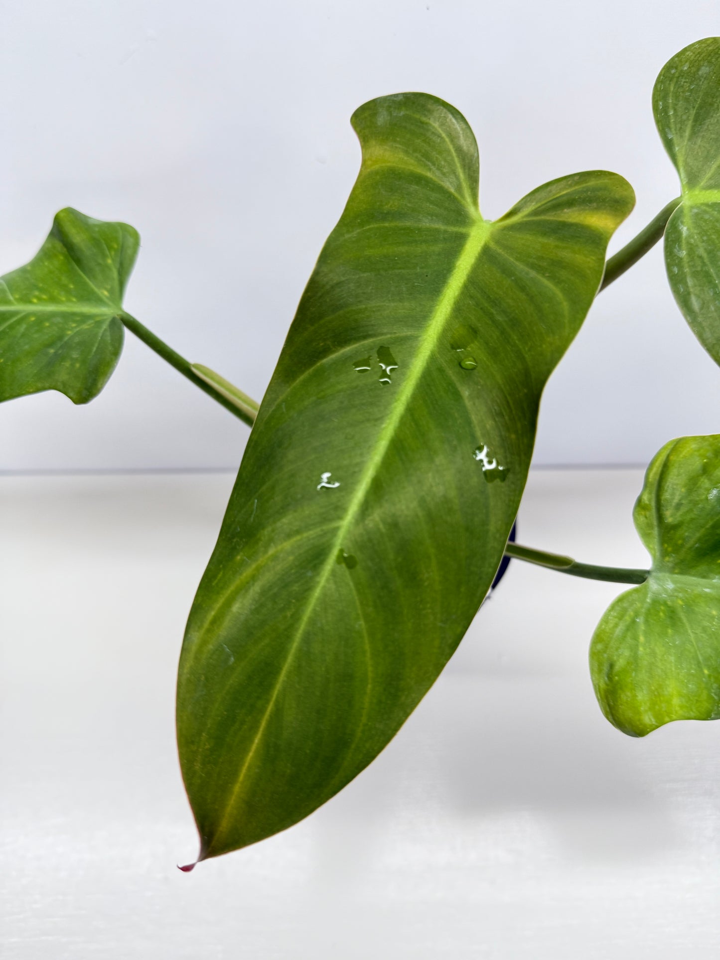 Philodendron Maximum Y70