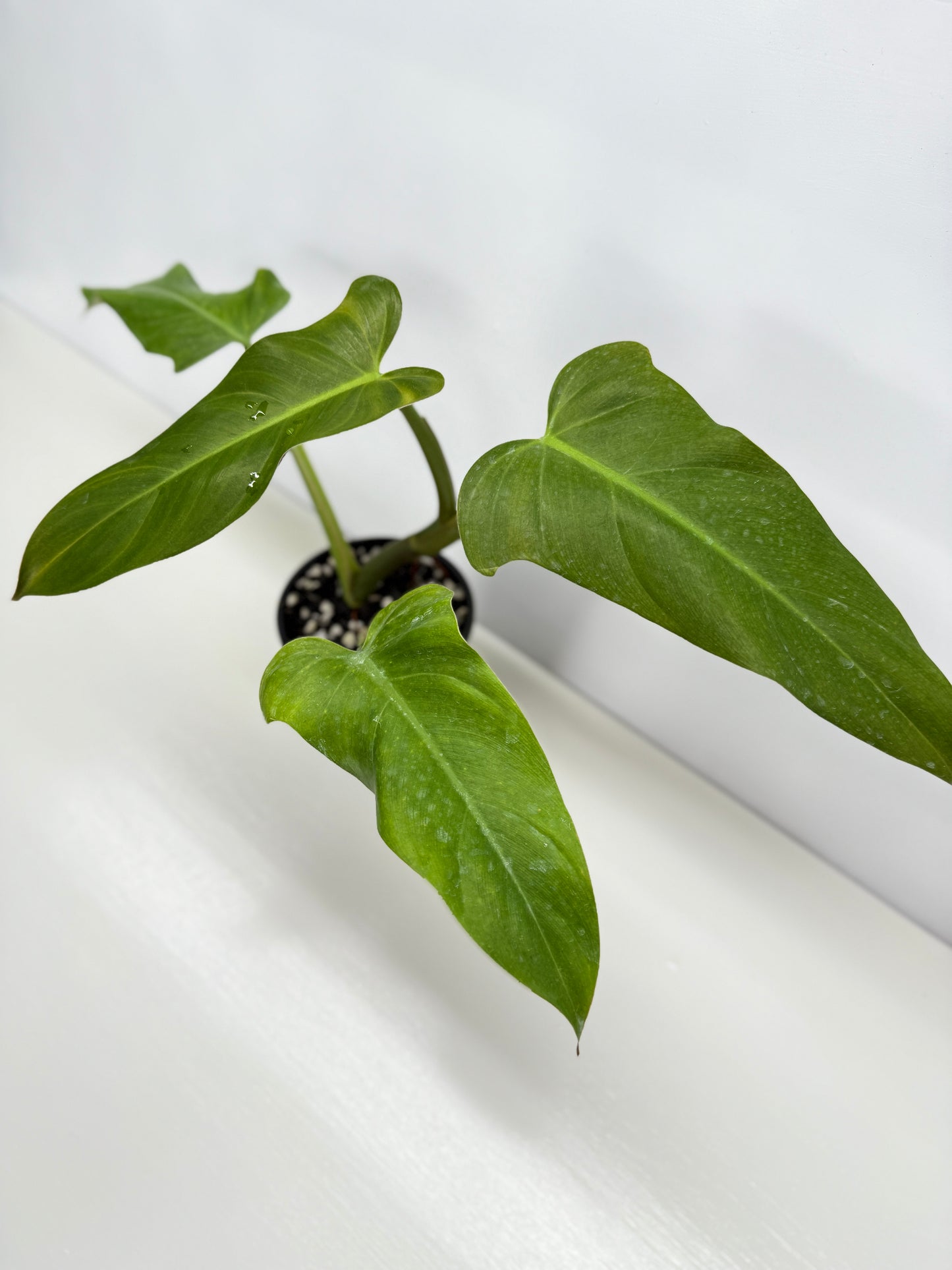 Philodendron Maximum Y70