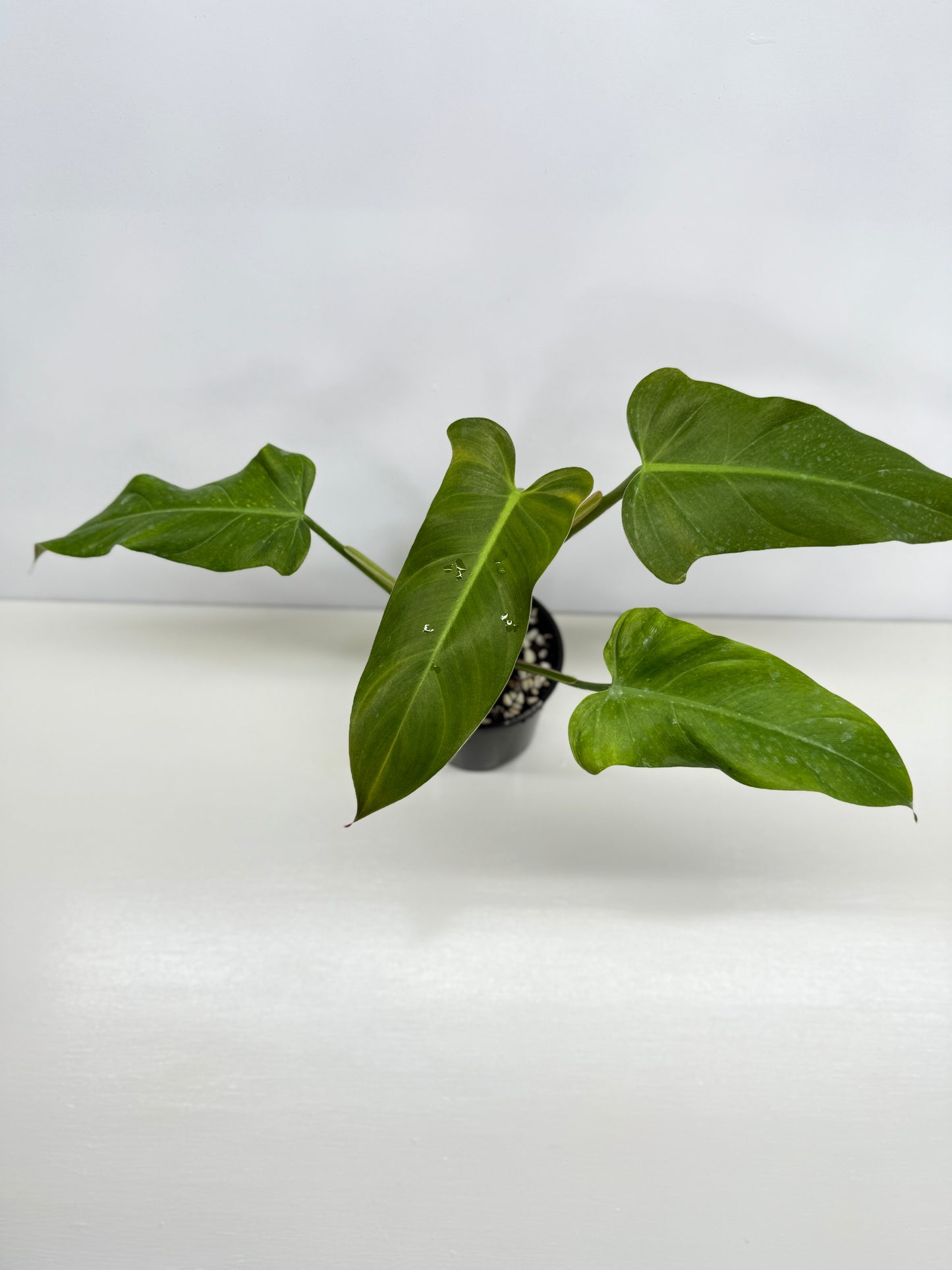 Philodendron Maximum Y70