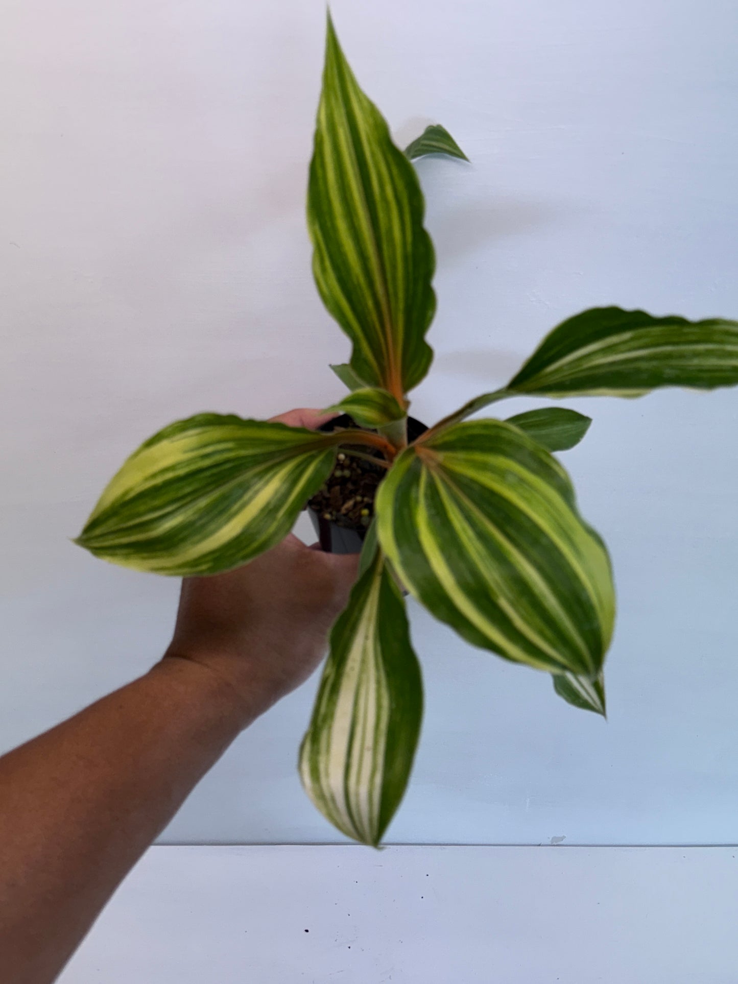 Chlorophytum orchidastrum Variegated Fire Flash N68