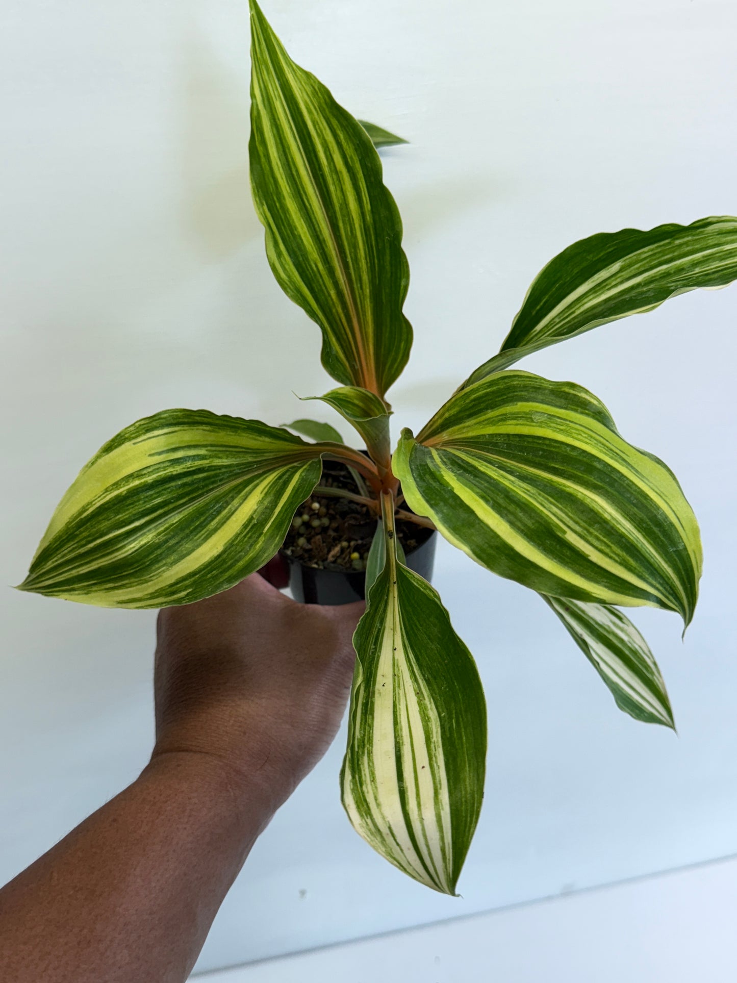 Chlorophytum orchidastrum Variegated Fire Flash N68
