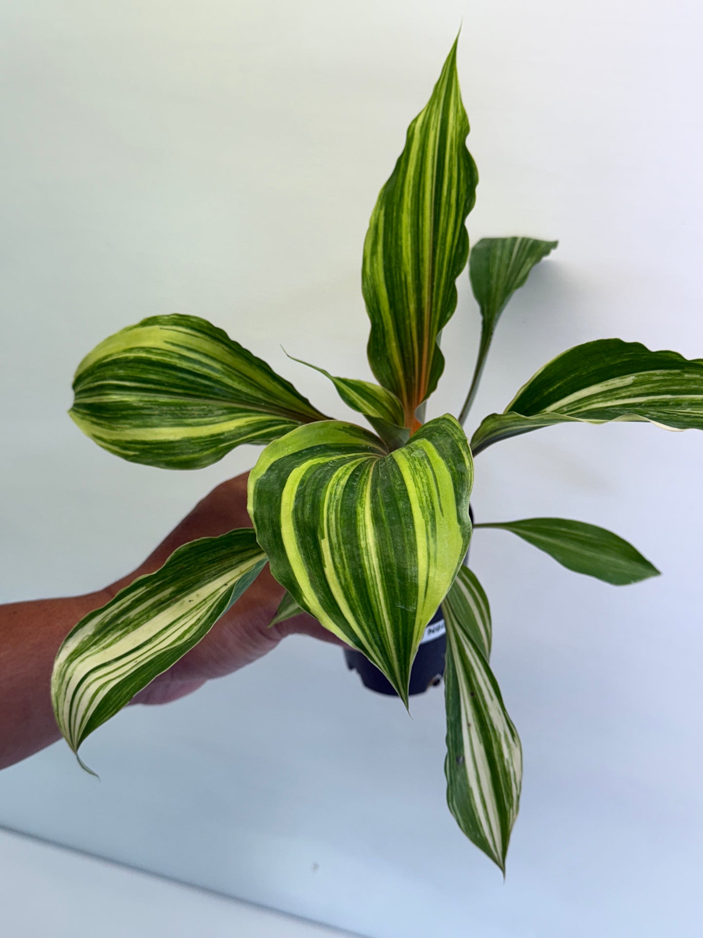 Chlorophytum orchidastrum Variegated Fire Flash N68