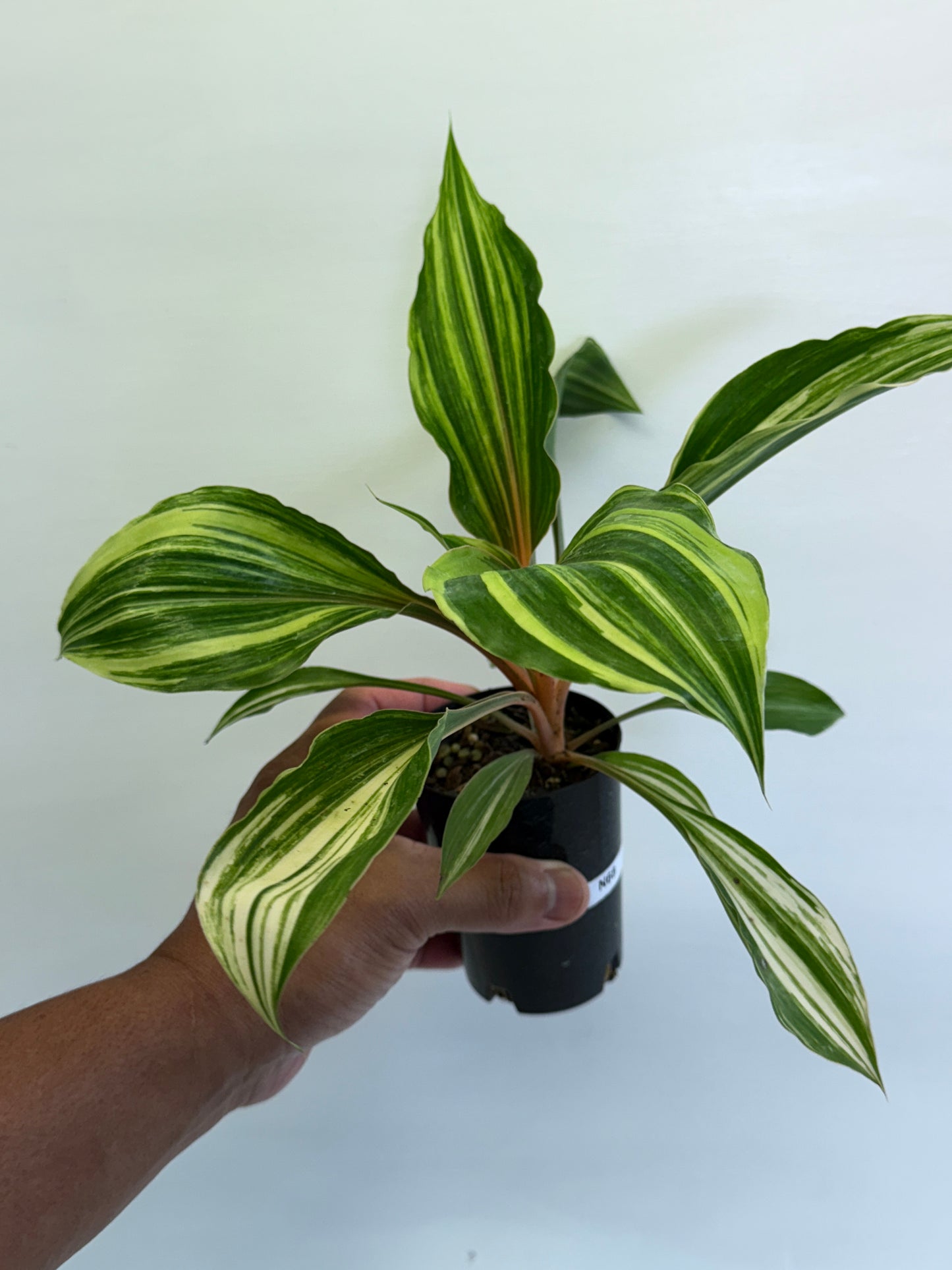 Chlorophytum orchidastrum Variegated Fire Flash N68