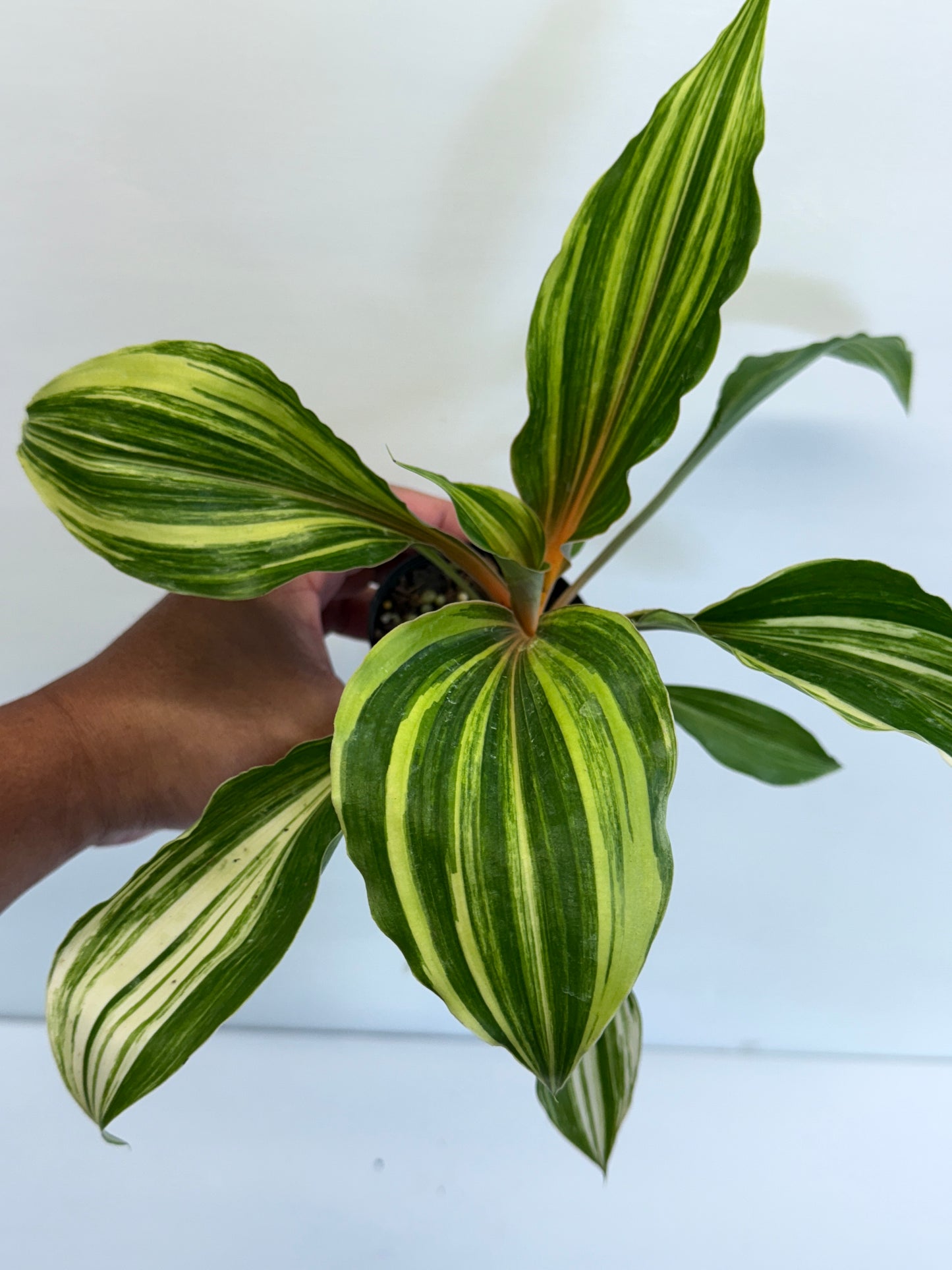 Chlorophytum orchidastrum Variegated Fire Flash N68