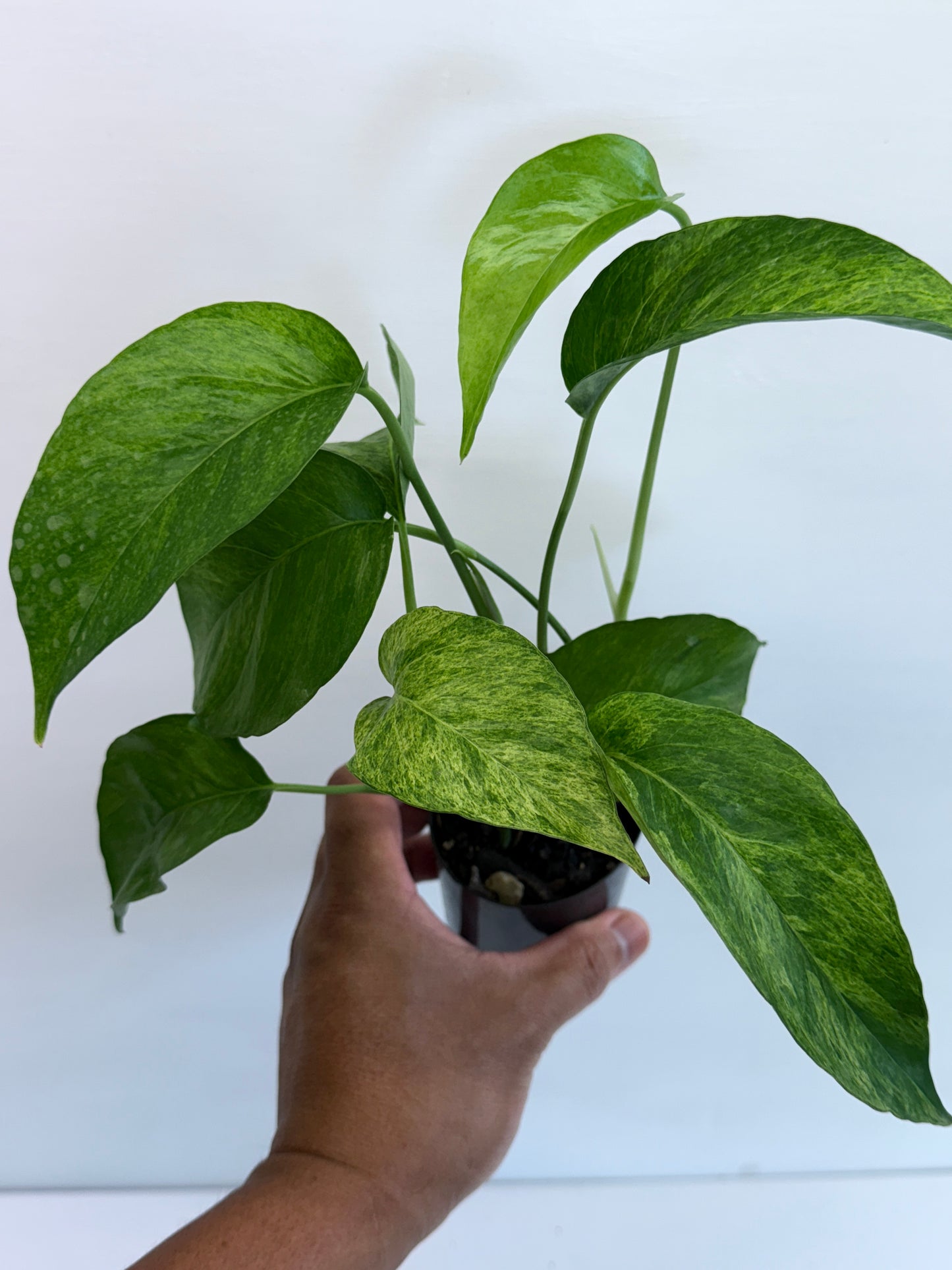Epipremnum pinnatum 'Mint' Variegata Q49