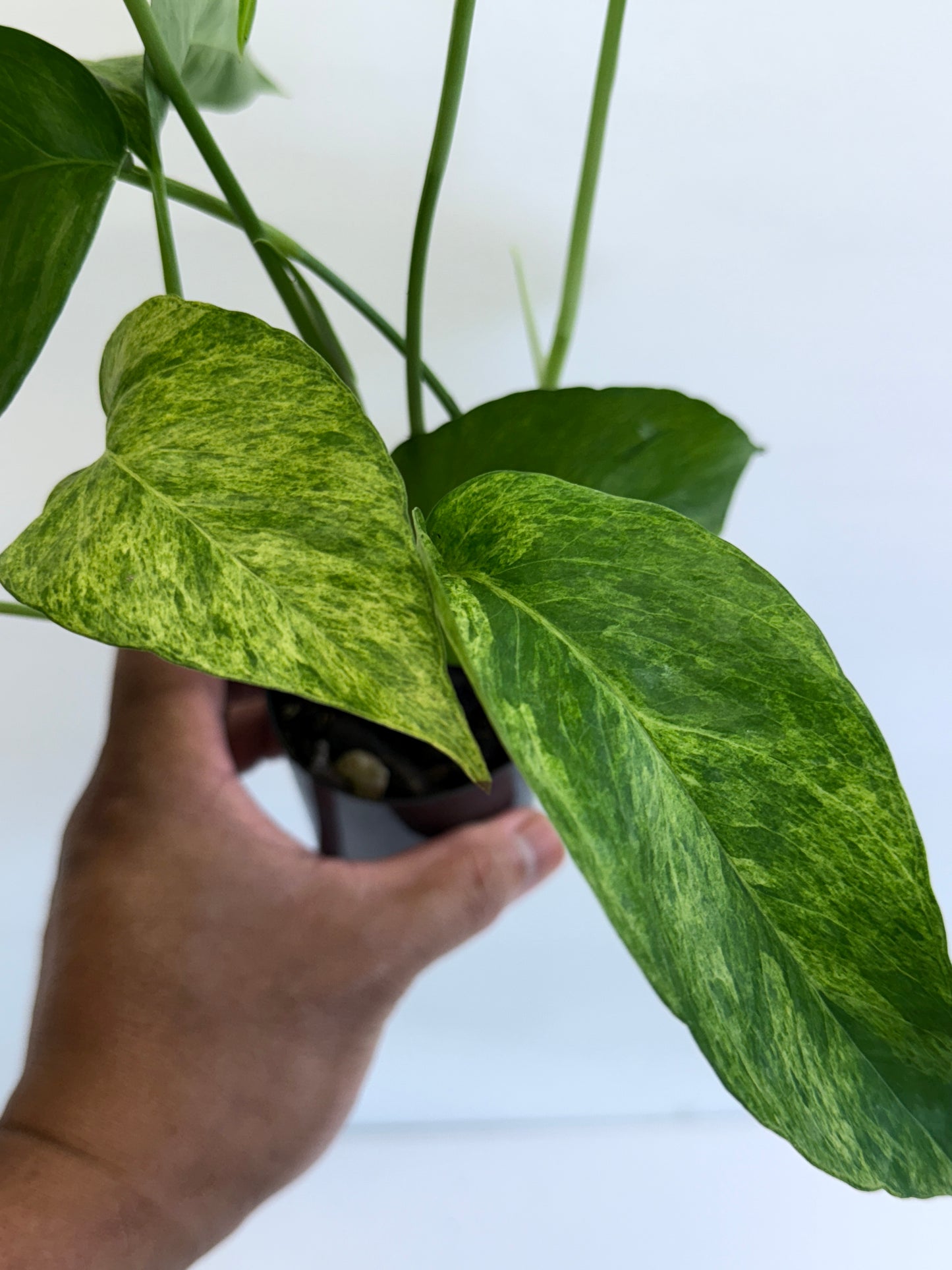 Epipremnum pinnatum 'Mint' Variegata Q49