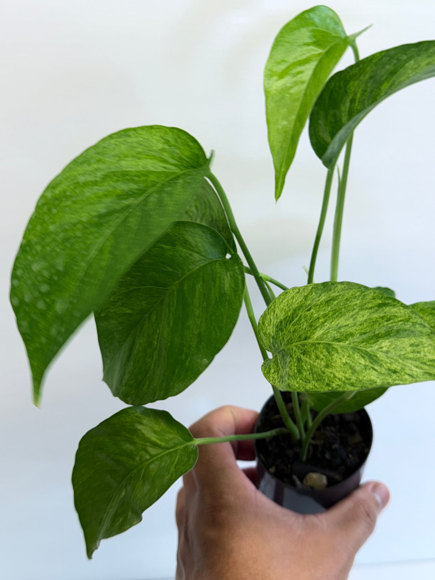 Epipremnum pinnatum 'Mint' Variegata Q49
