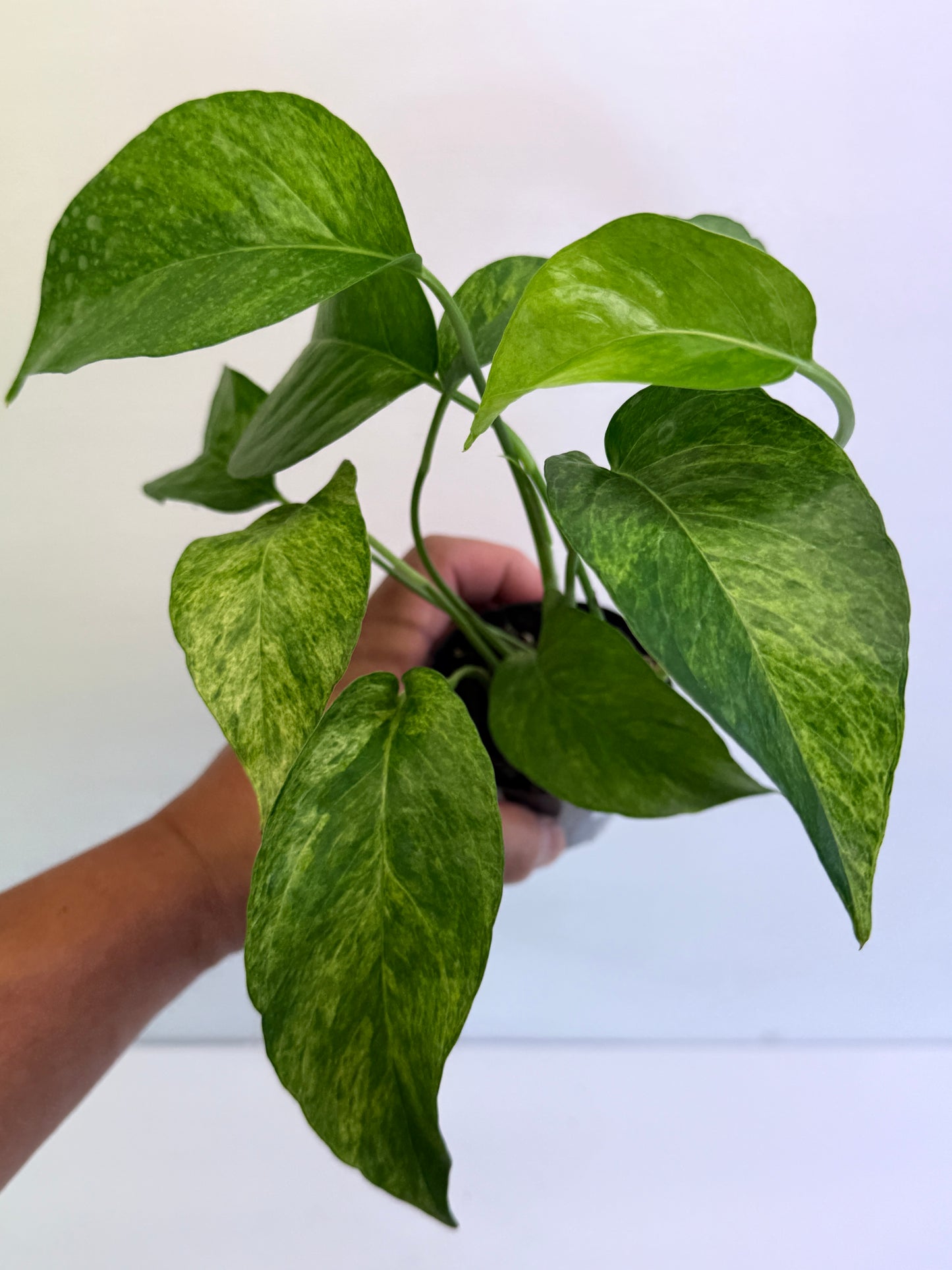 Epipremnum pinnatum 'Mint' Variegata Q49