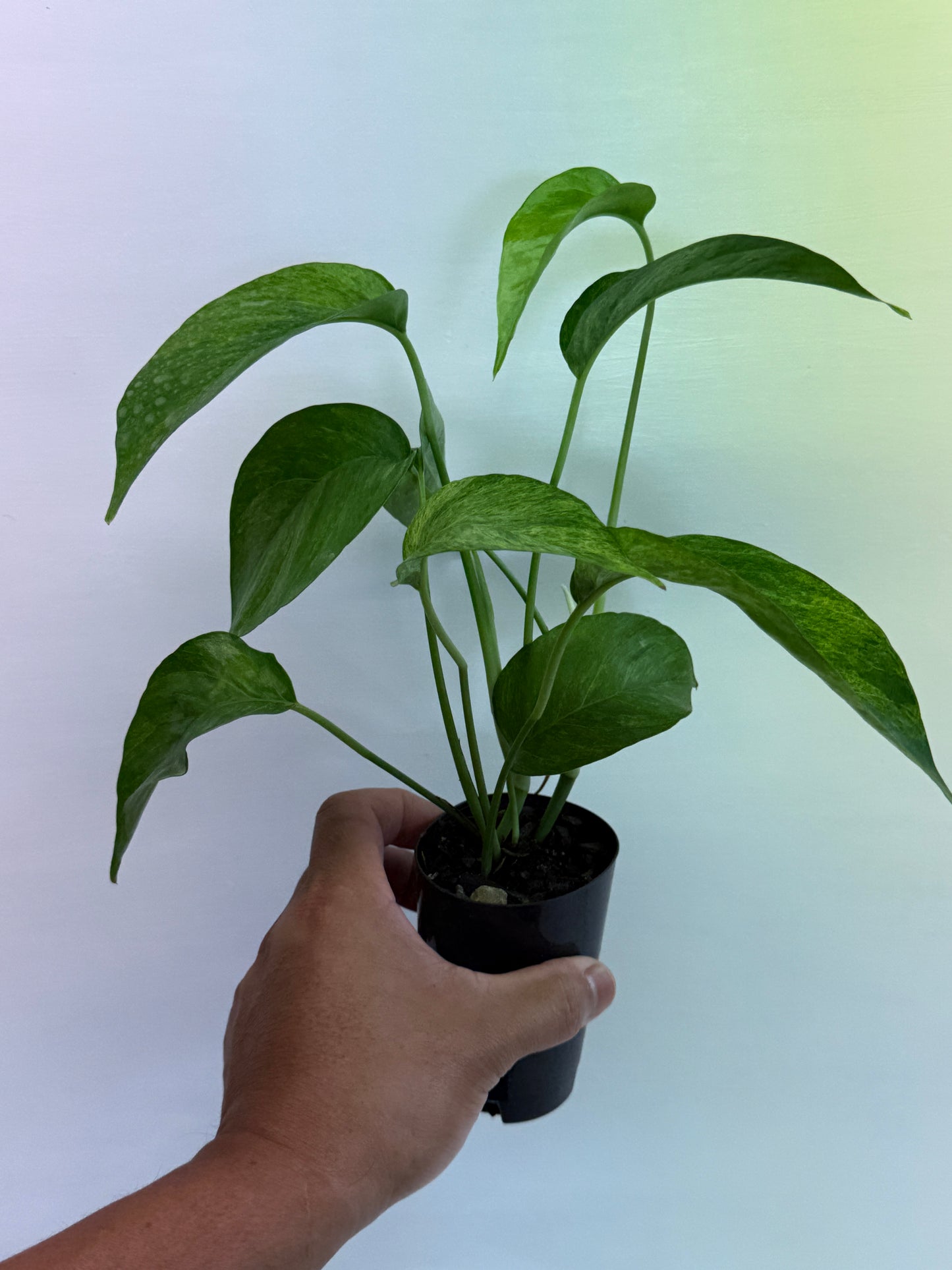 Epipremnum pinnatum 'Mint' Variegata Q49