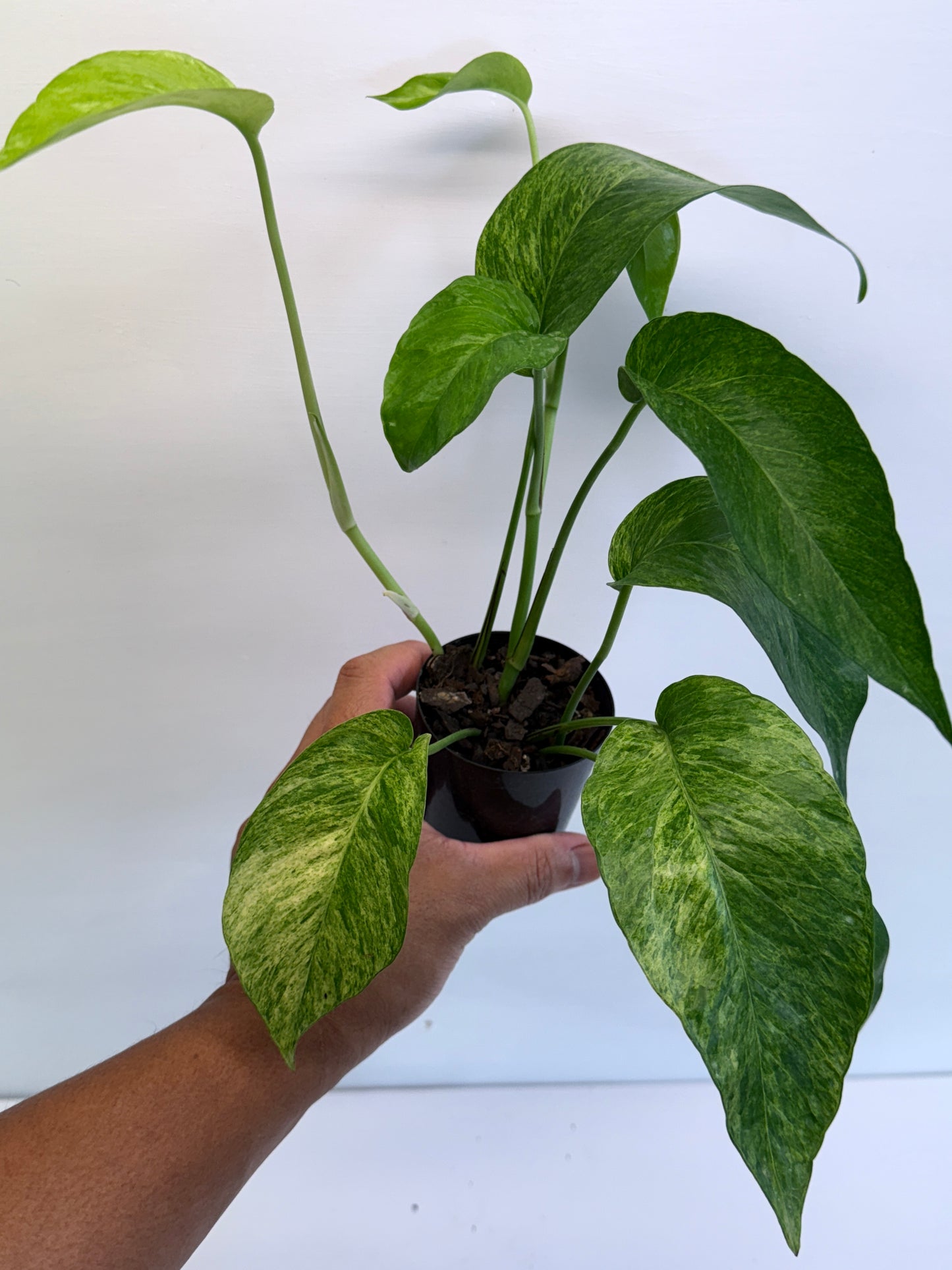 Epipremnum pinnatum 'Mint' Variegata Q48