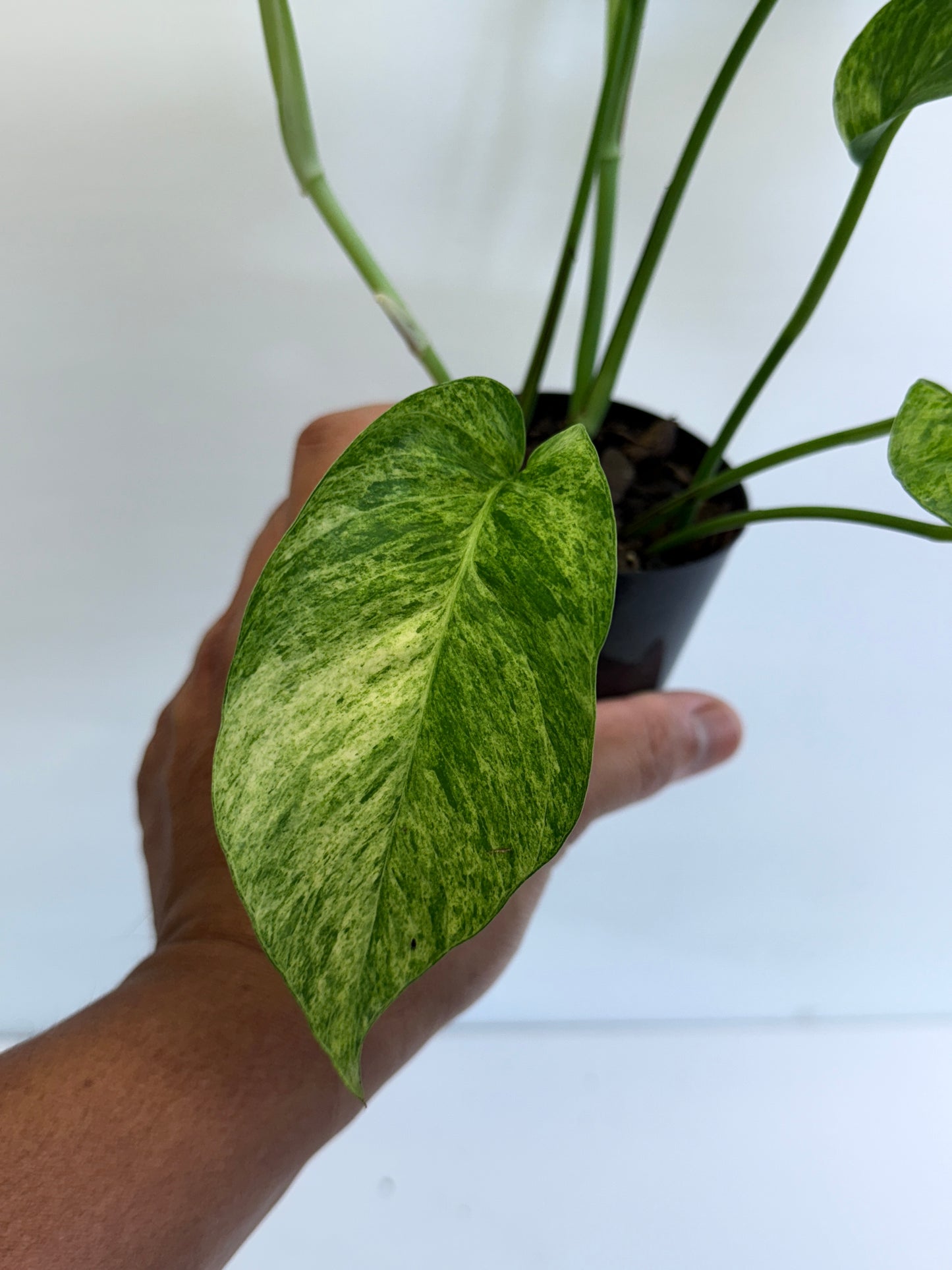 Epipremnum pinnatum 'Mint' Variegata Q48