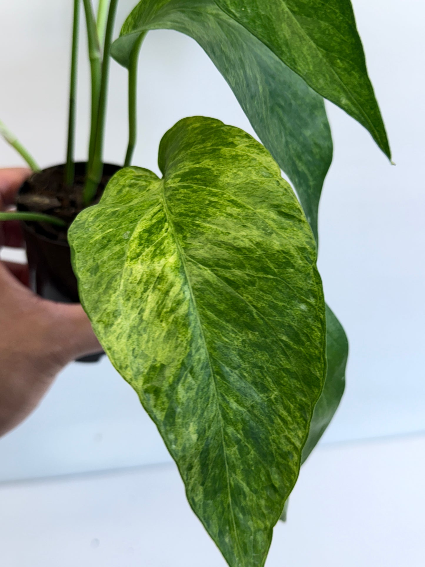 Epipremnum pinnatum 'Mint' Variegata Q48