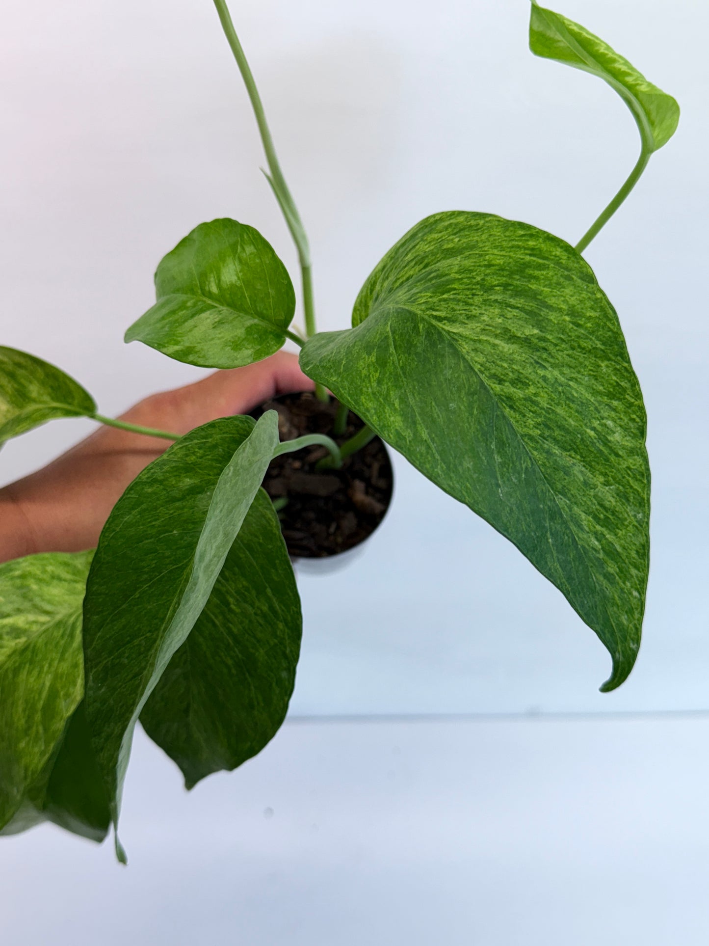 Epipremnum pinnatum 'Mint' Variegata Q48