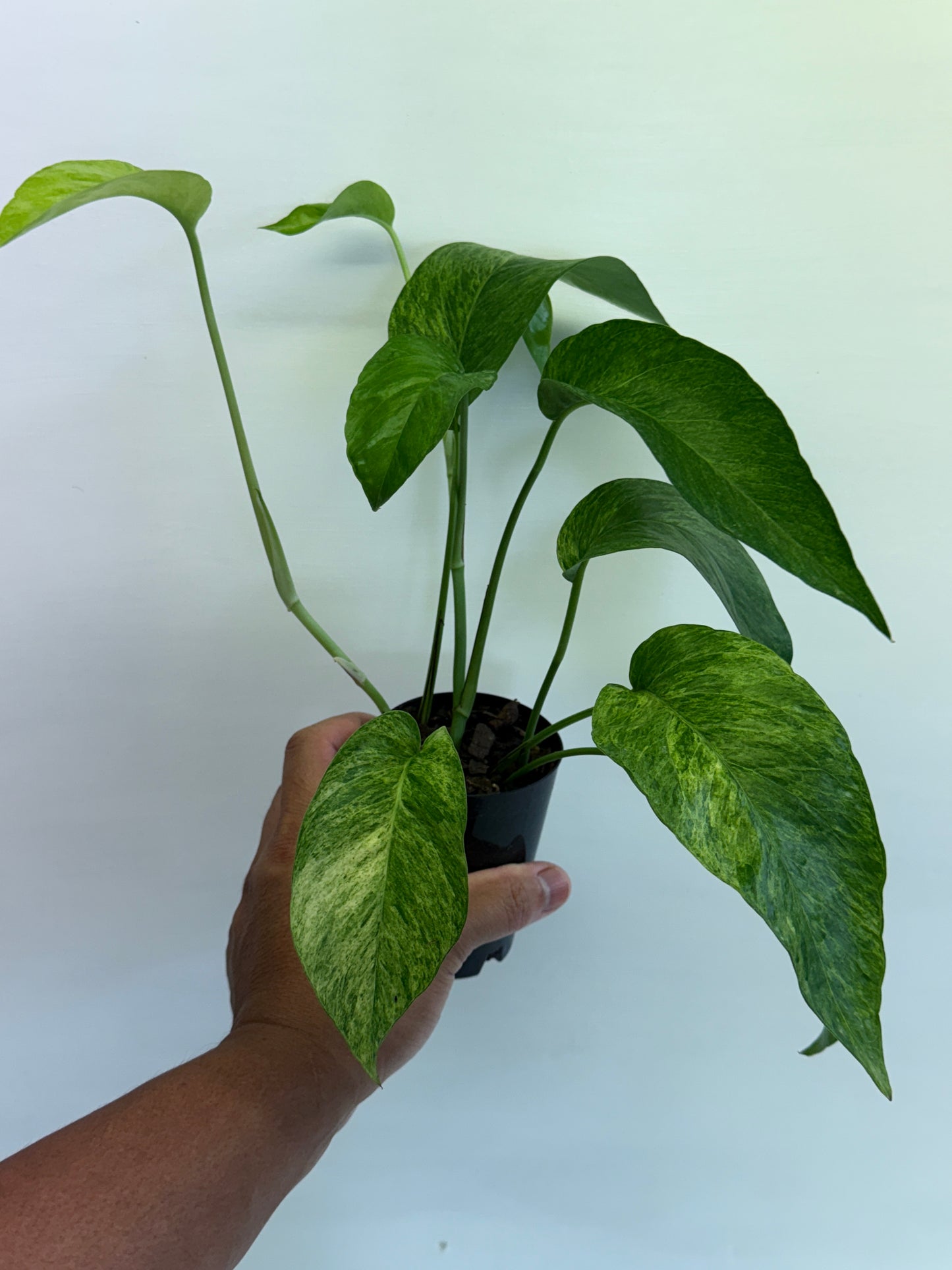 Epipremnum pinnatum 'Mint' Variegata Q48
