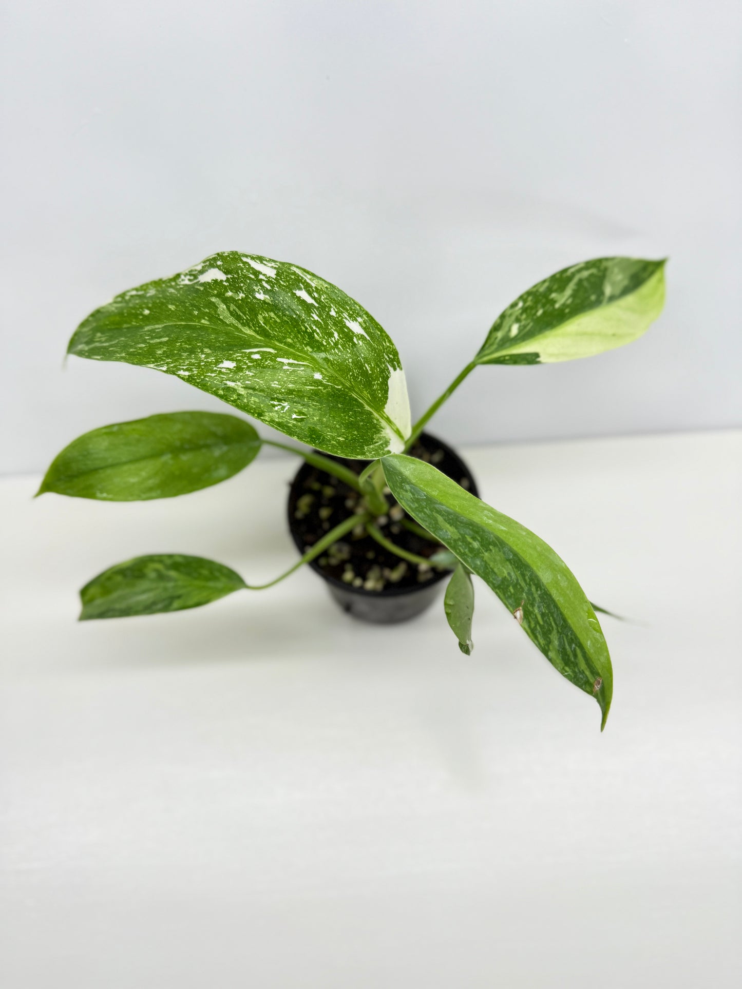 Philodendron Jose Buono NONTC Y72