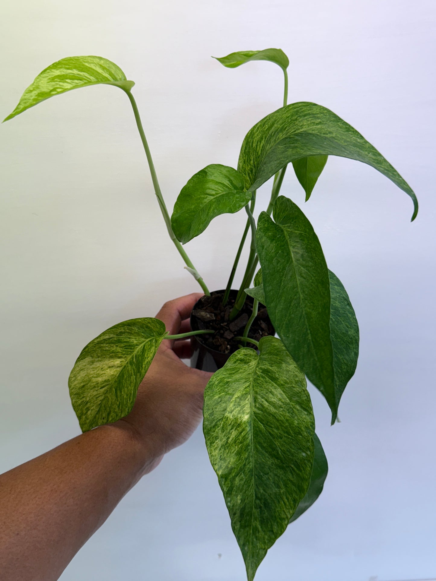 Epipremnum pinnatum 'Mint' Variegata Q48