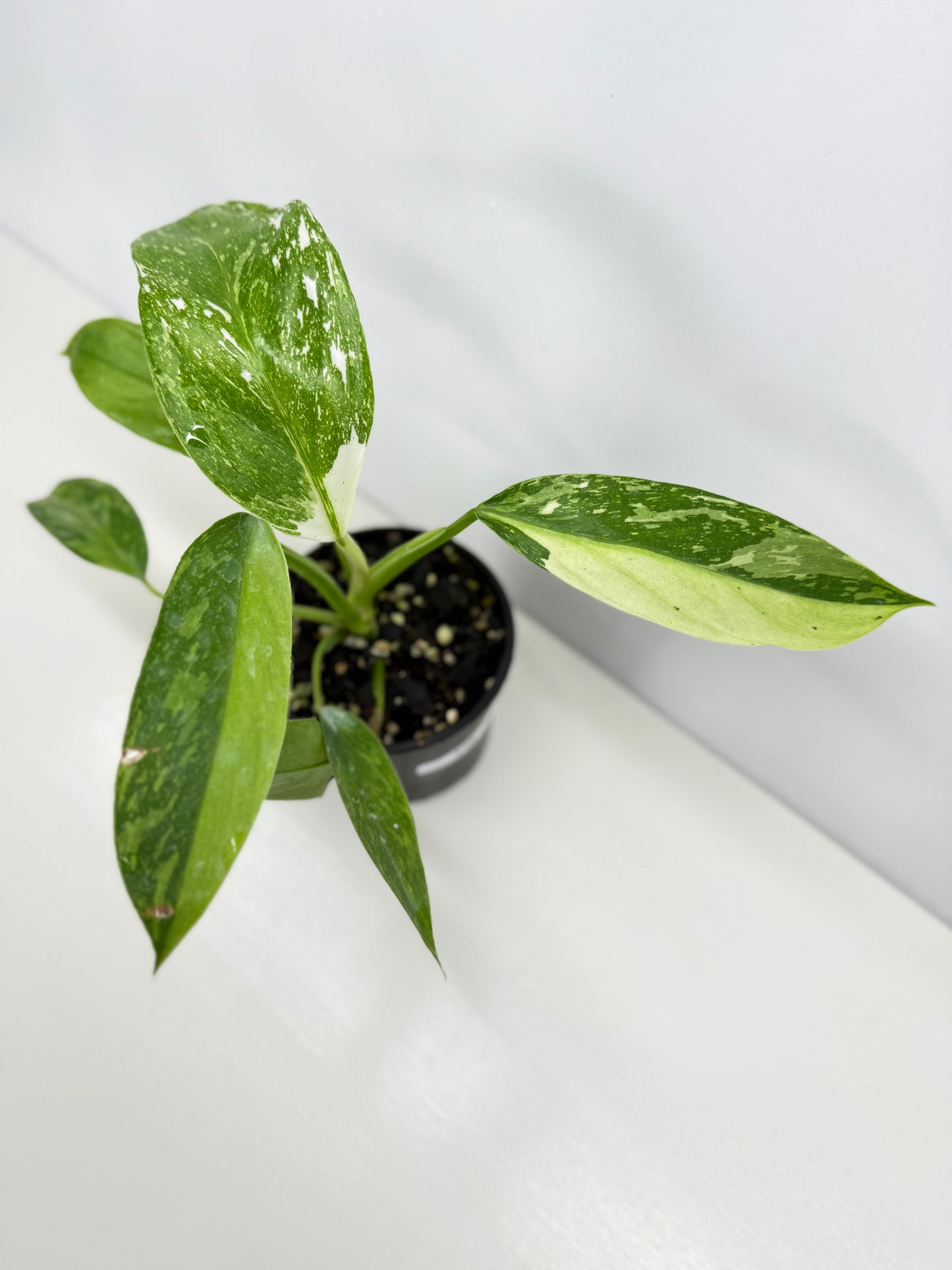 Philodendron Jose Buono NONTC Y72