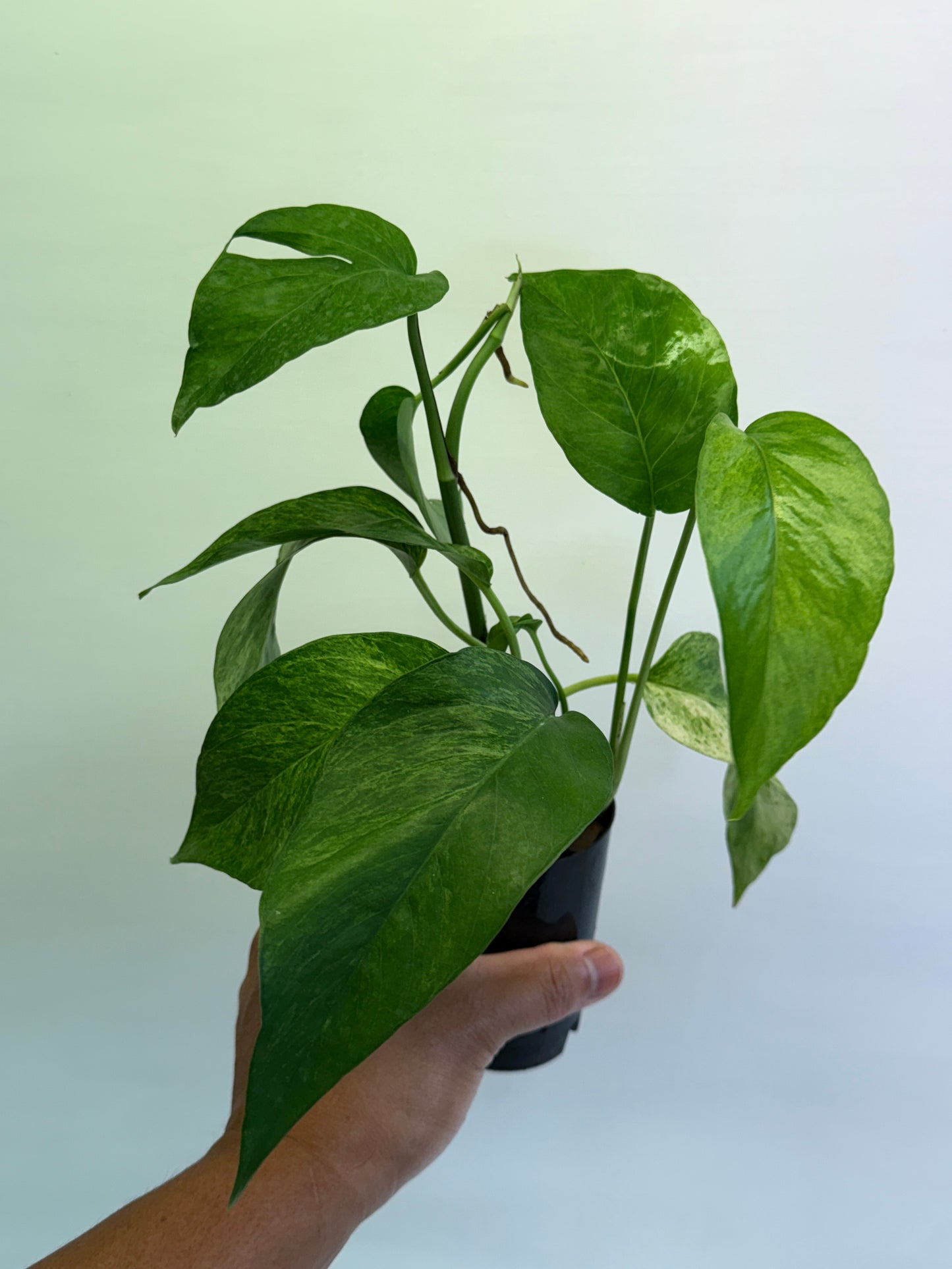 Epipremnum pinnatum 'Mint' Variegata Q47
