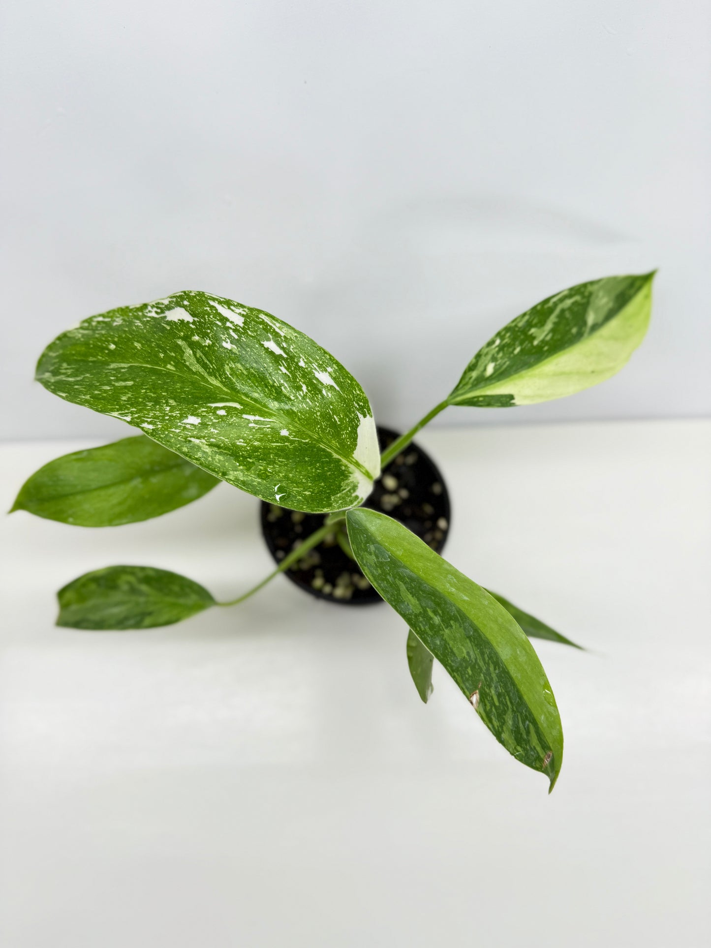 Philodendron Jose Buono NONTC Y72