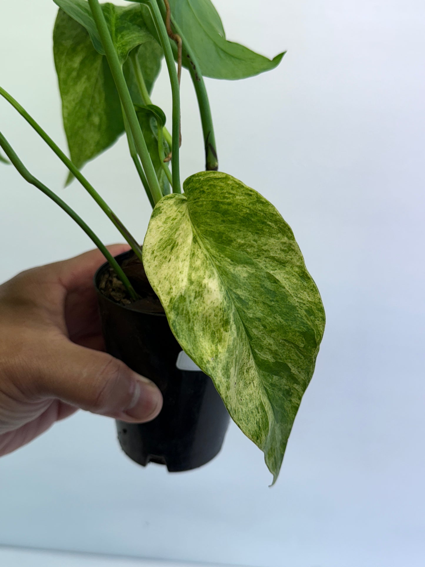 Epipremnum pinnatum 'Mint' Variegata Q47