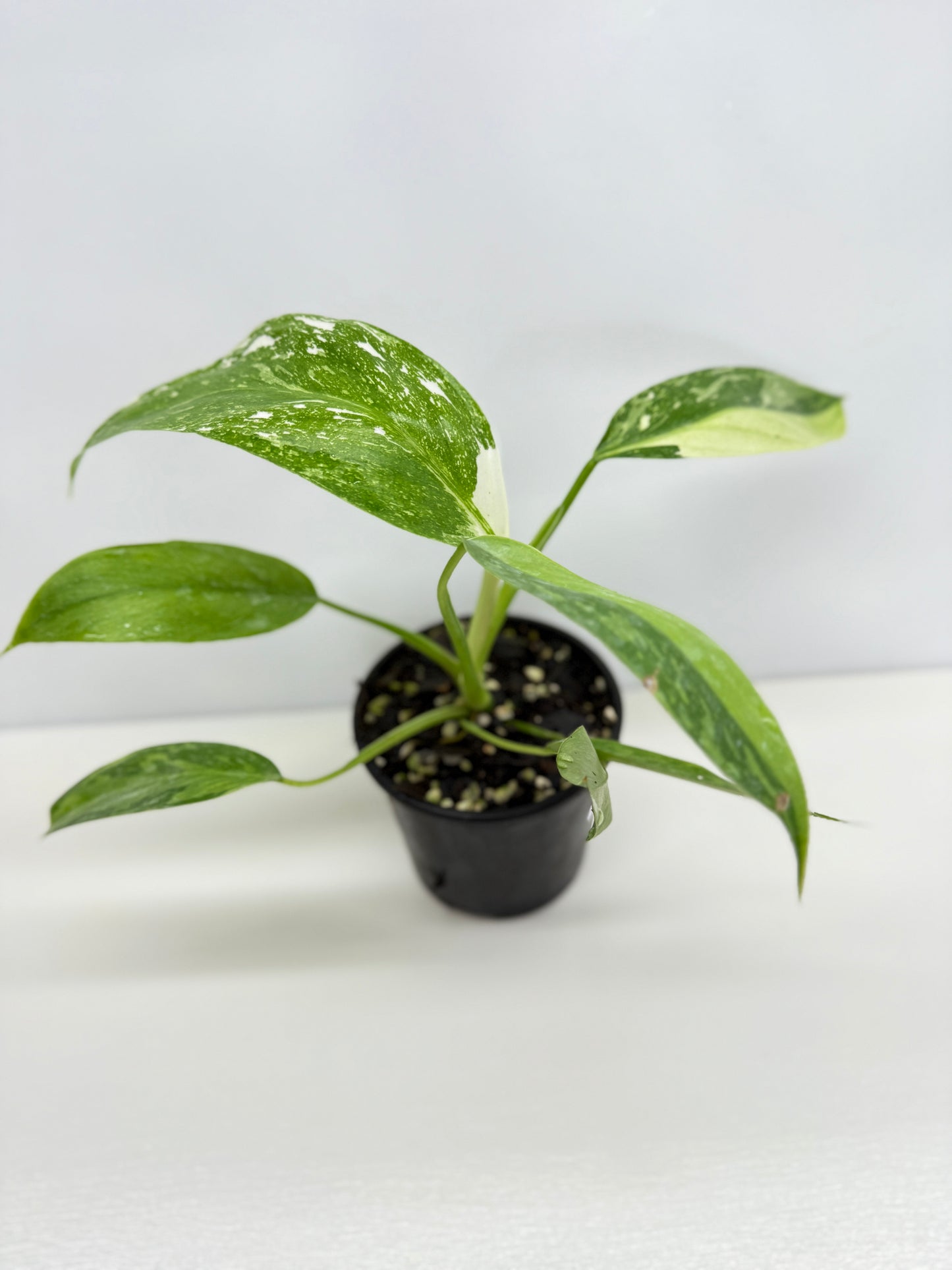 Philodendron Jose Buono NONTC Y72