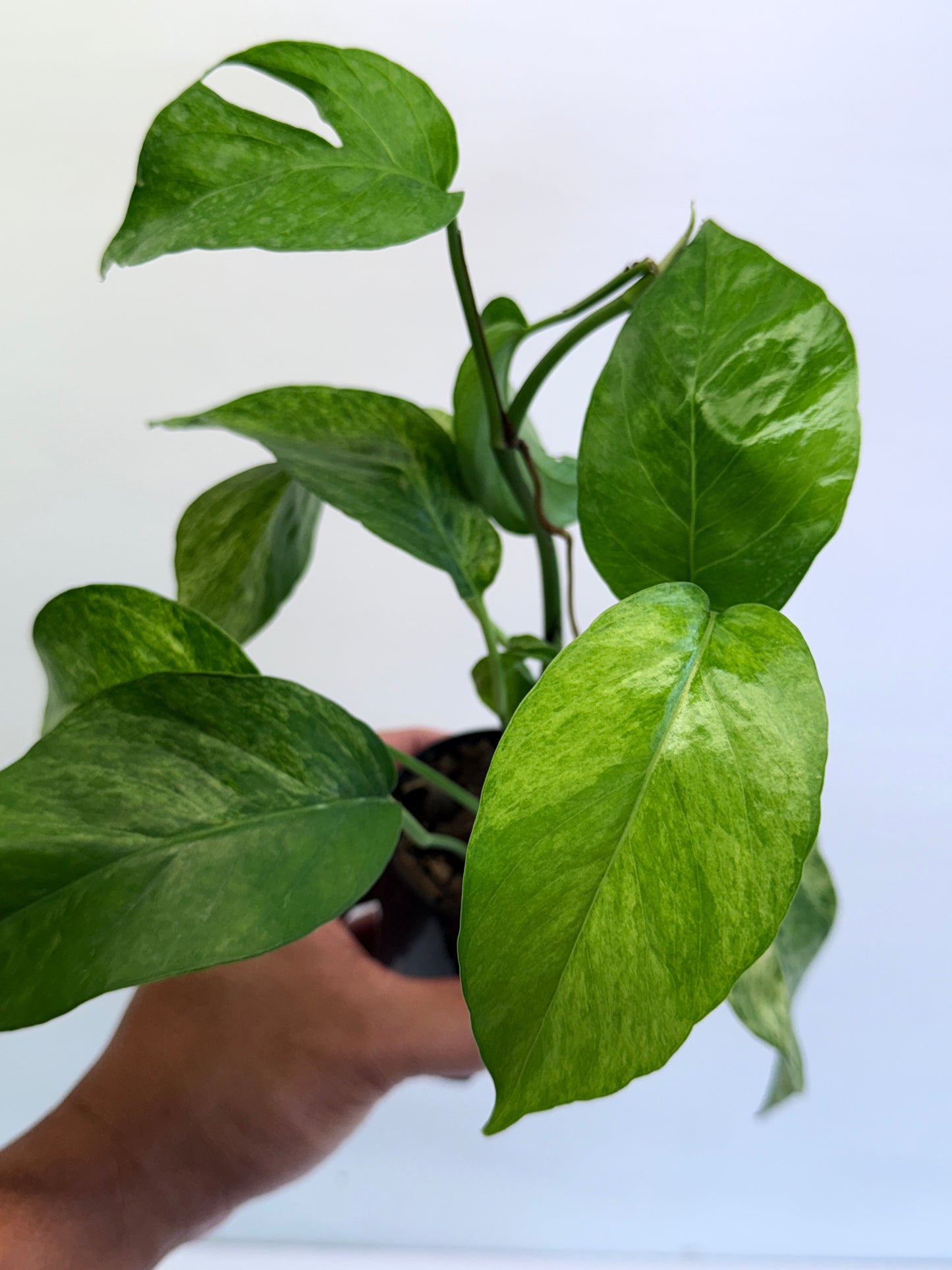 Epipremnum pinnatum 'Mint' Variegata Q47
