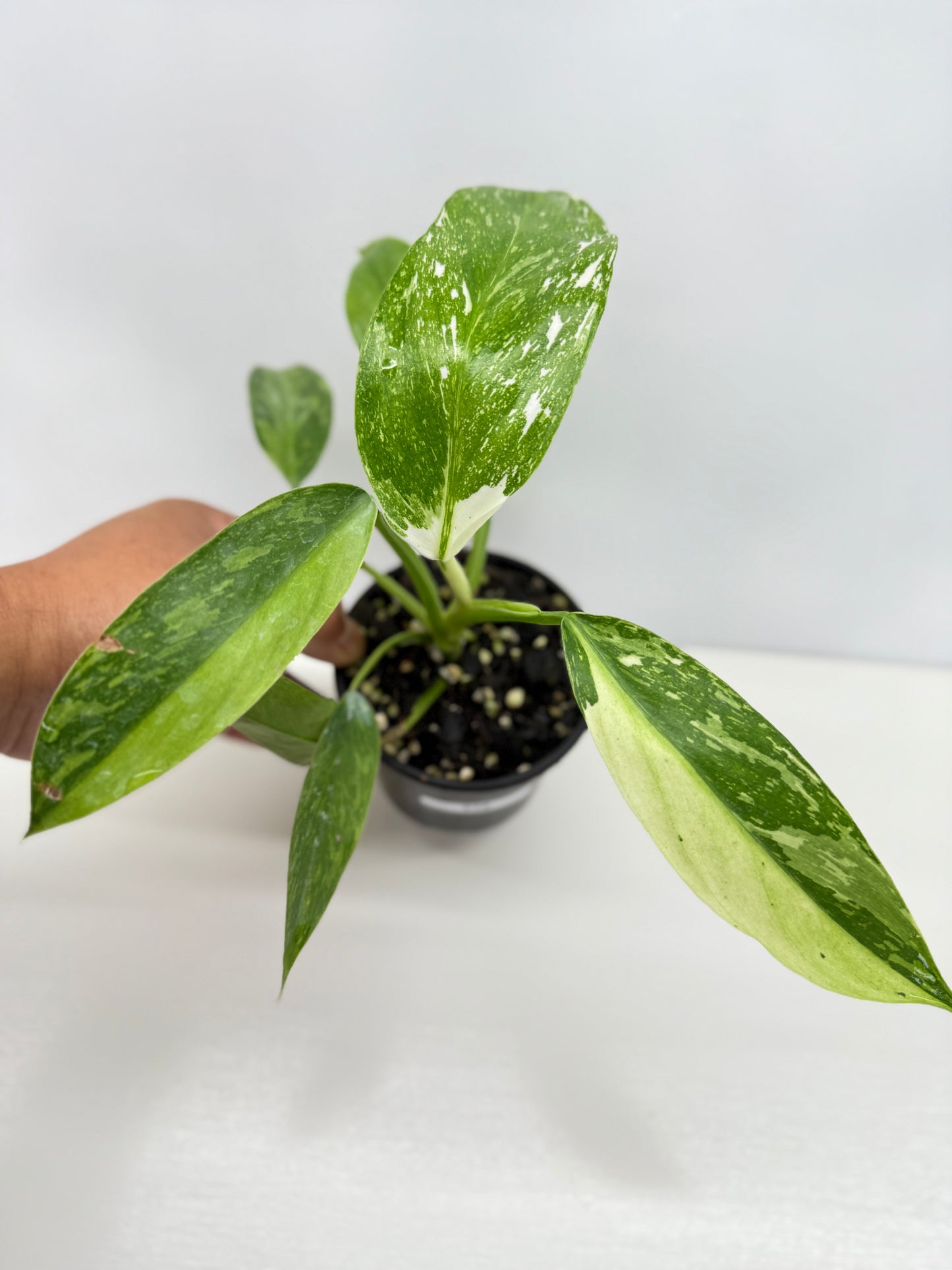Philodendron Jose Buono NONTC Y72