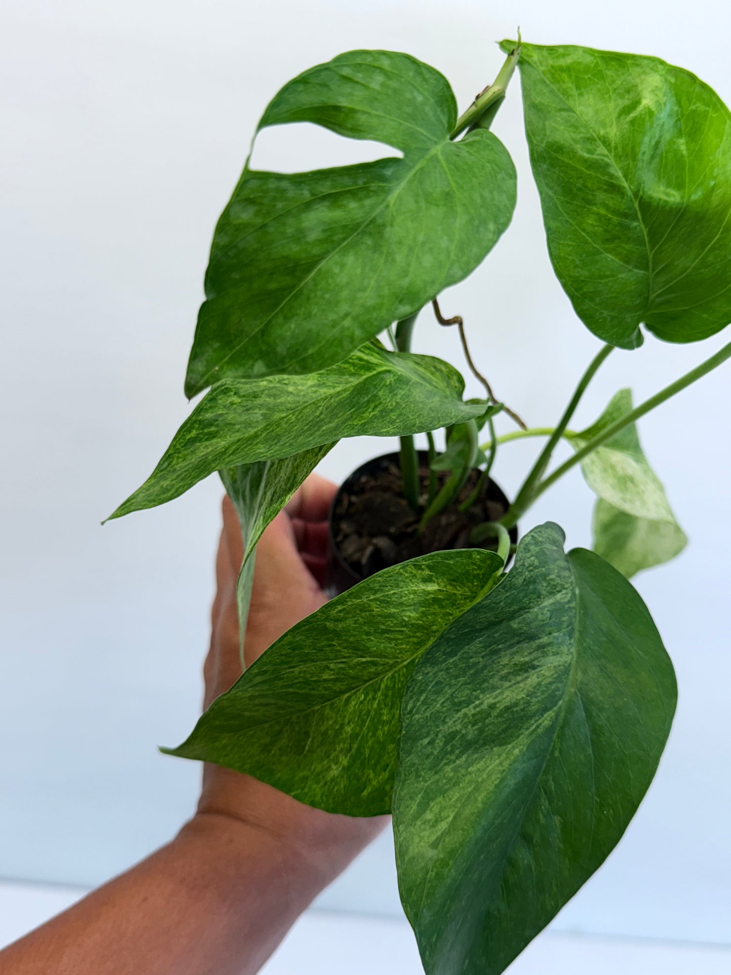 Epipremnum pinnatum 'Mint' Variegata Q47