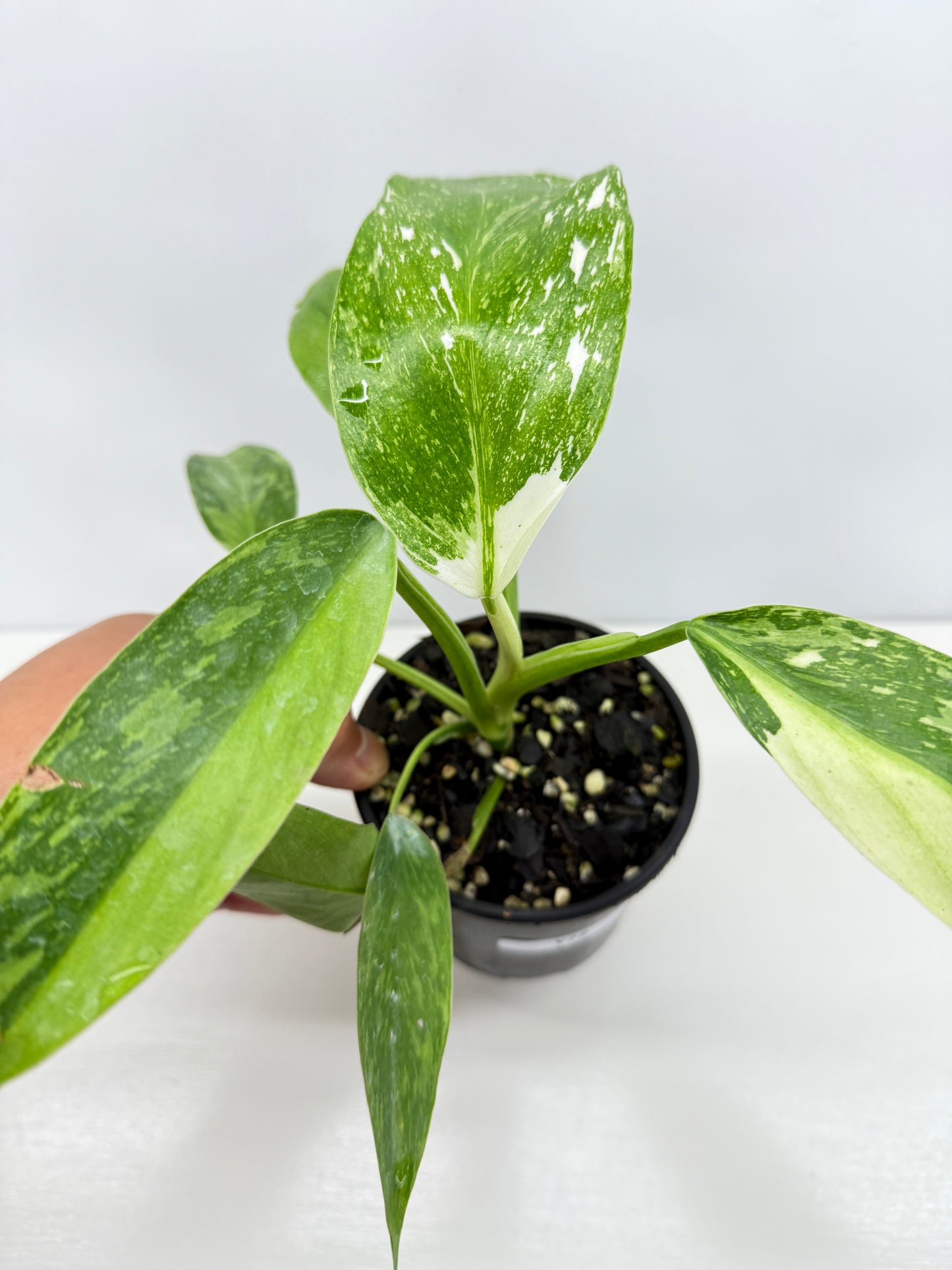 Philodendron Jose Buono NONTC Y72