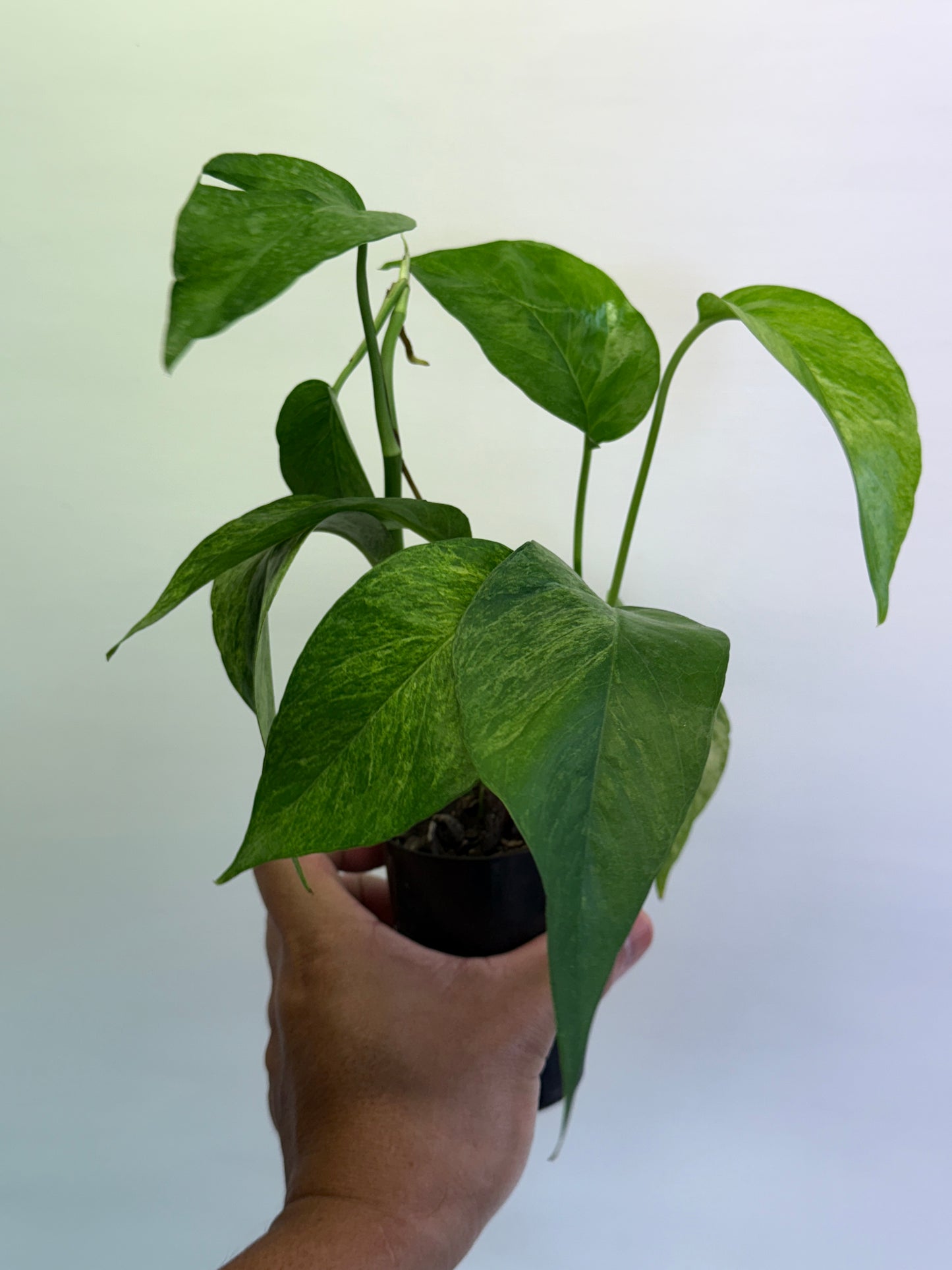 Epipremnum pinnatum 'Mint' Variegata Q47