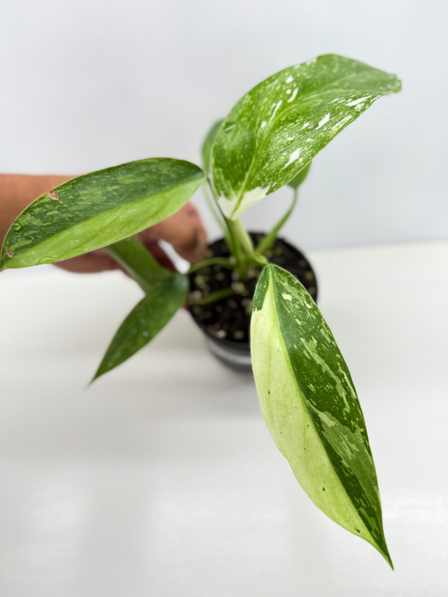 Philodendron Jose Buono NONTC Y72