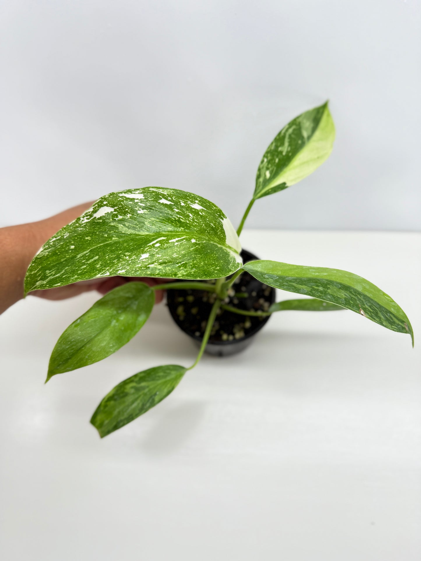 Philodendron Jose Buono NONTC Y72