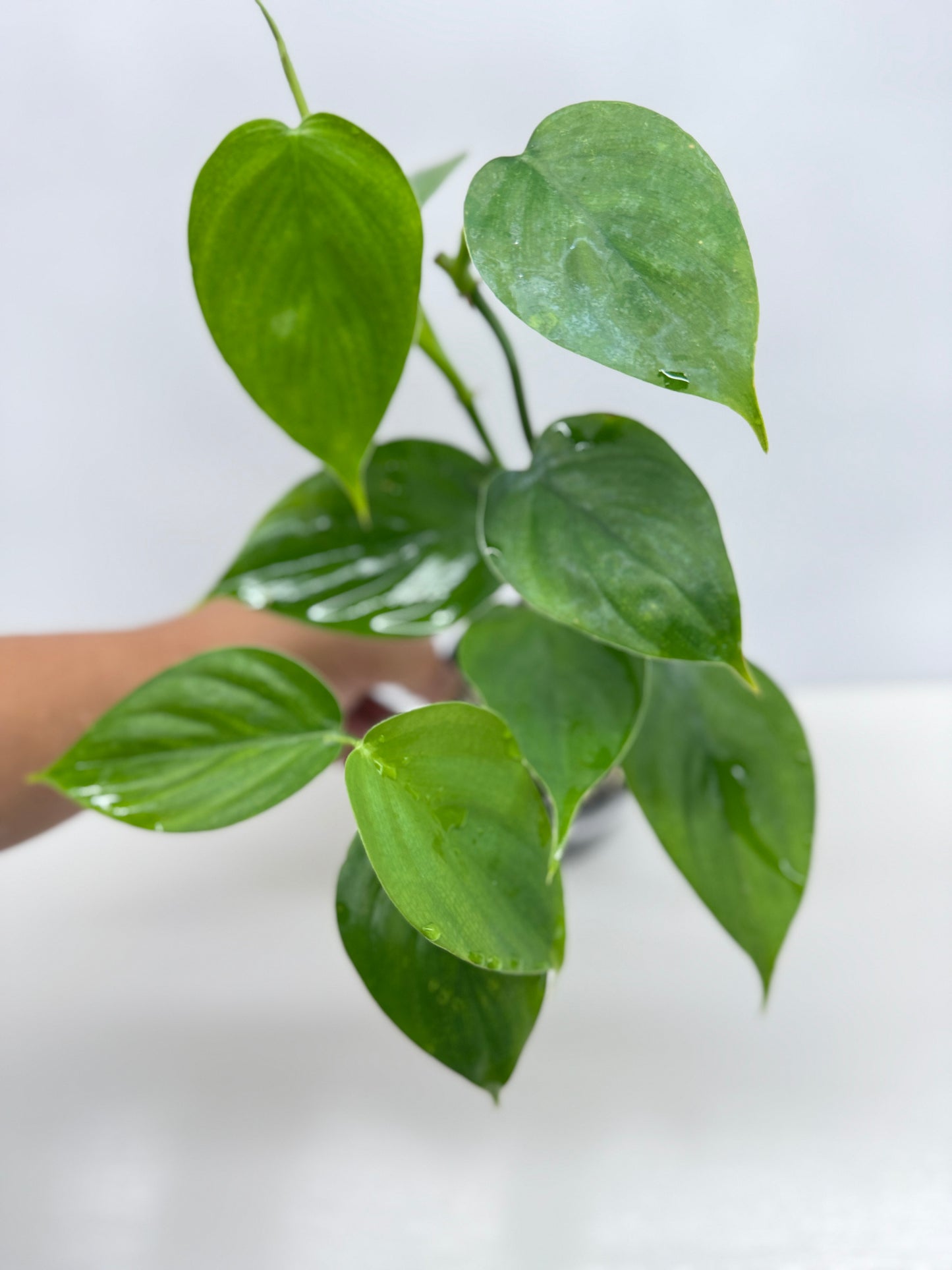 hilodendron Equatorial Flat Leaf Y73