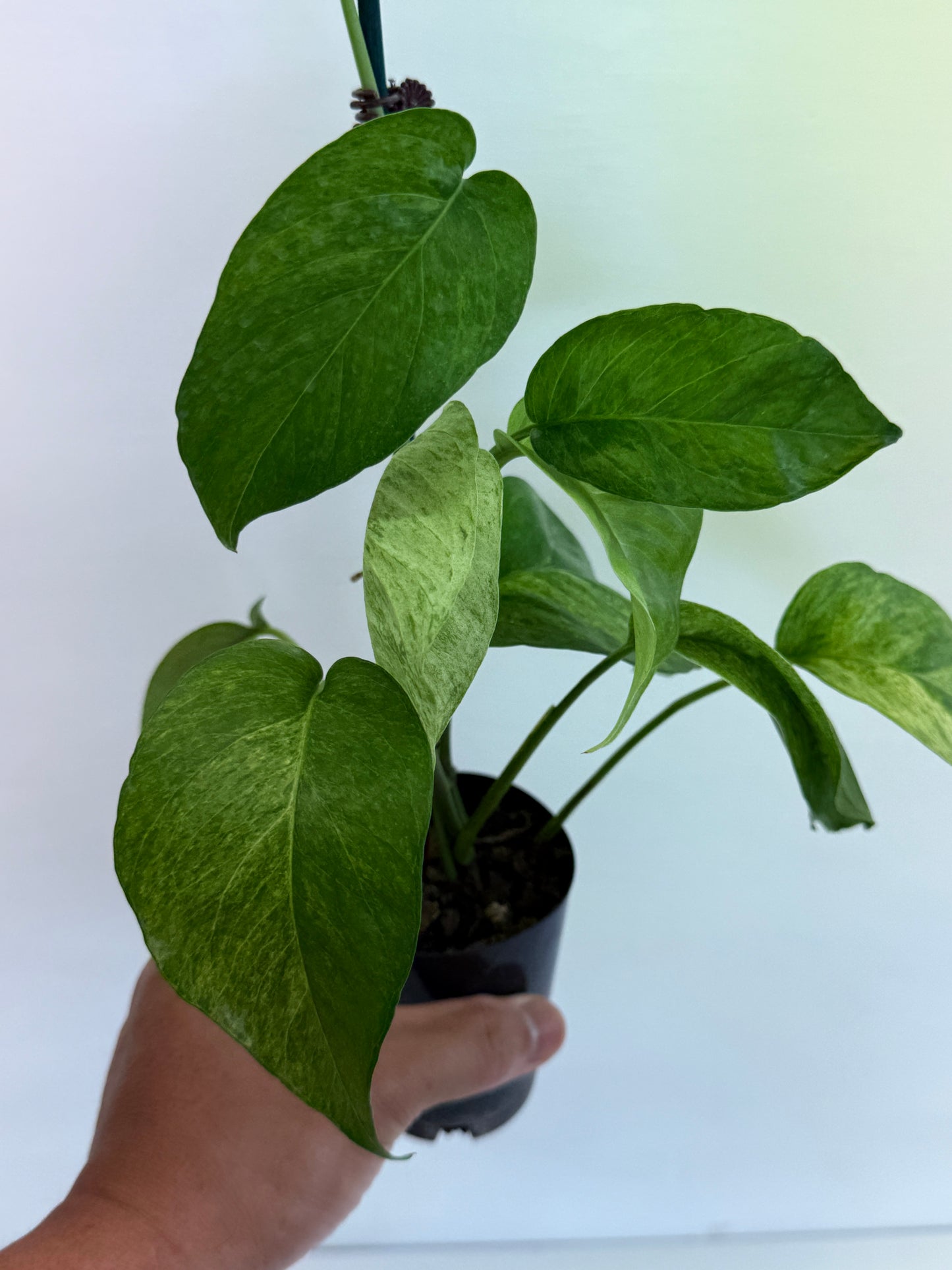 Epipremnum pinnatum 'Mint' Variegata B28