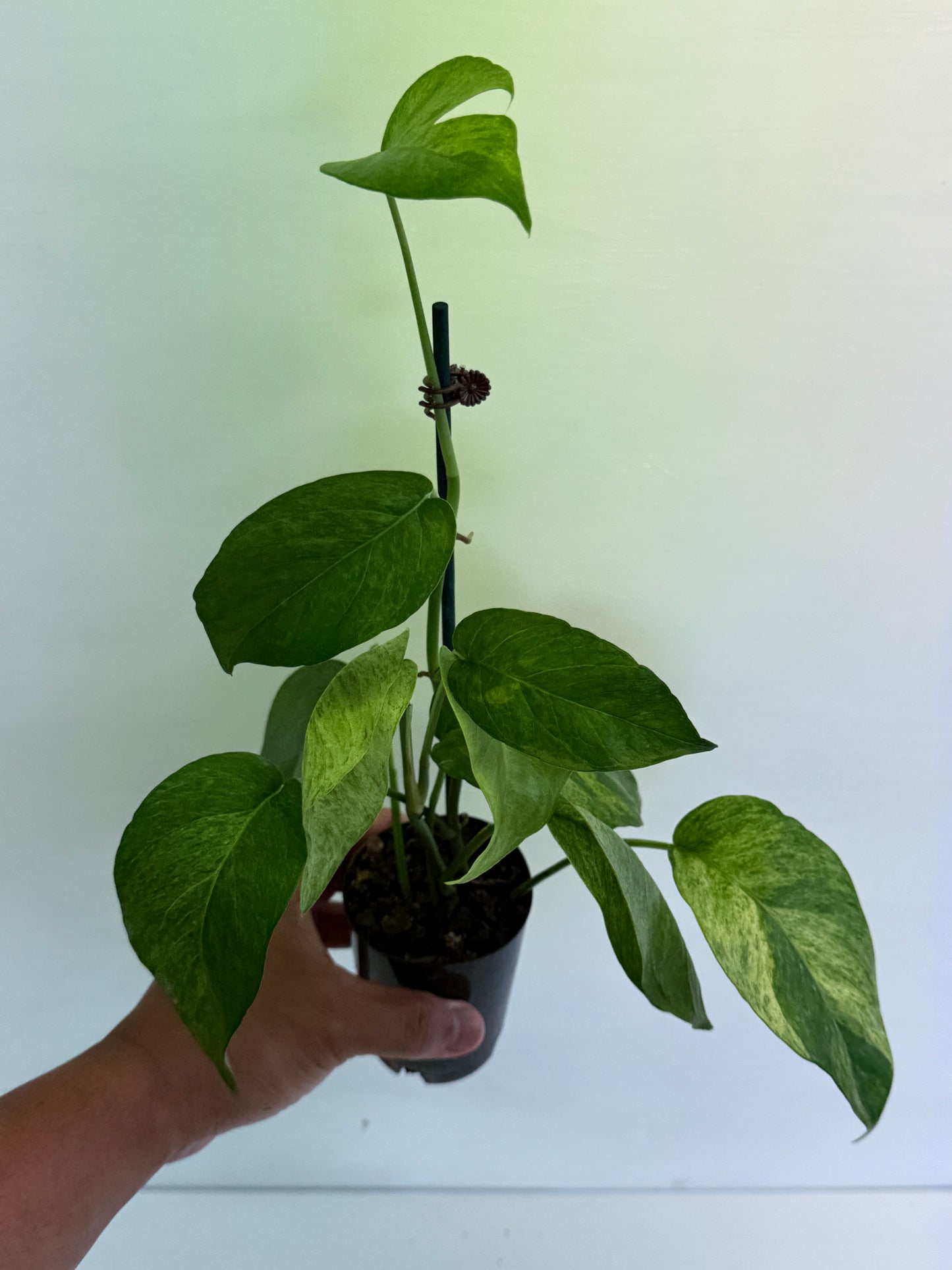 Epipremnum pinnatum 'Mint' Variegata B28