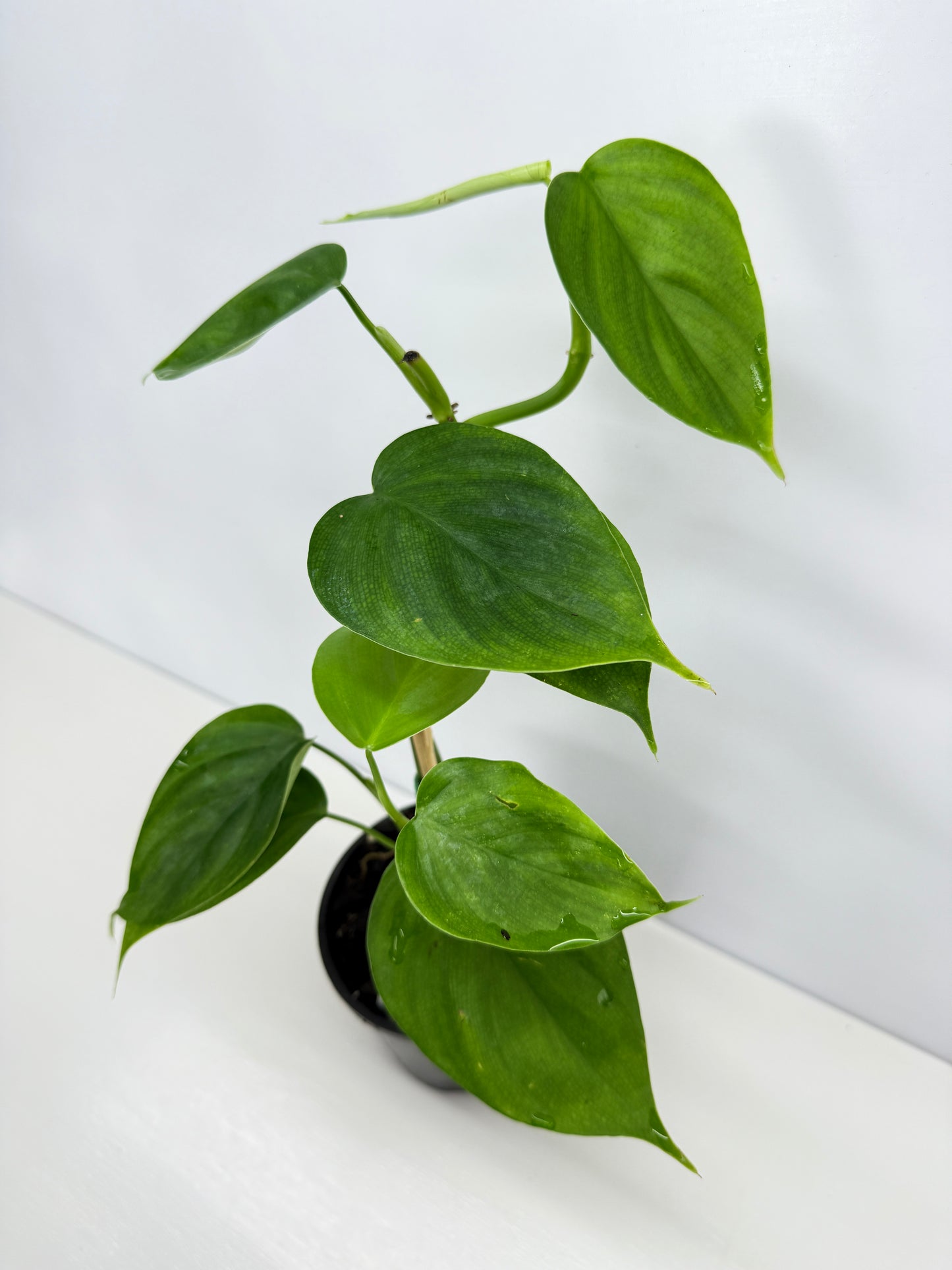 hilodendron Equatorial Flat Leaf Y74