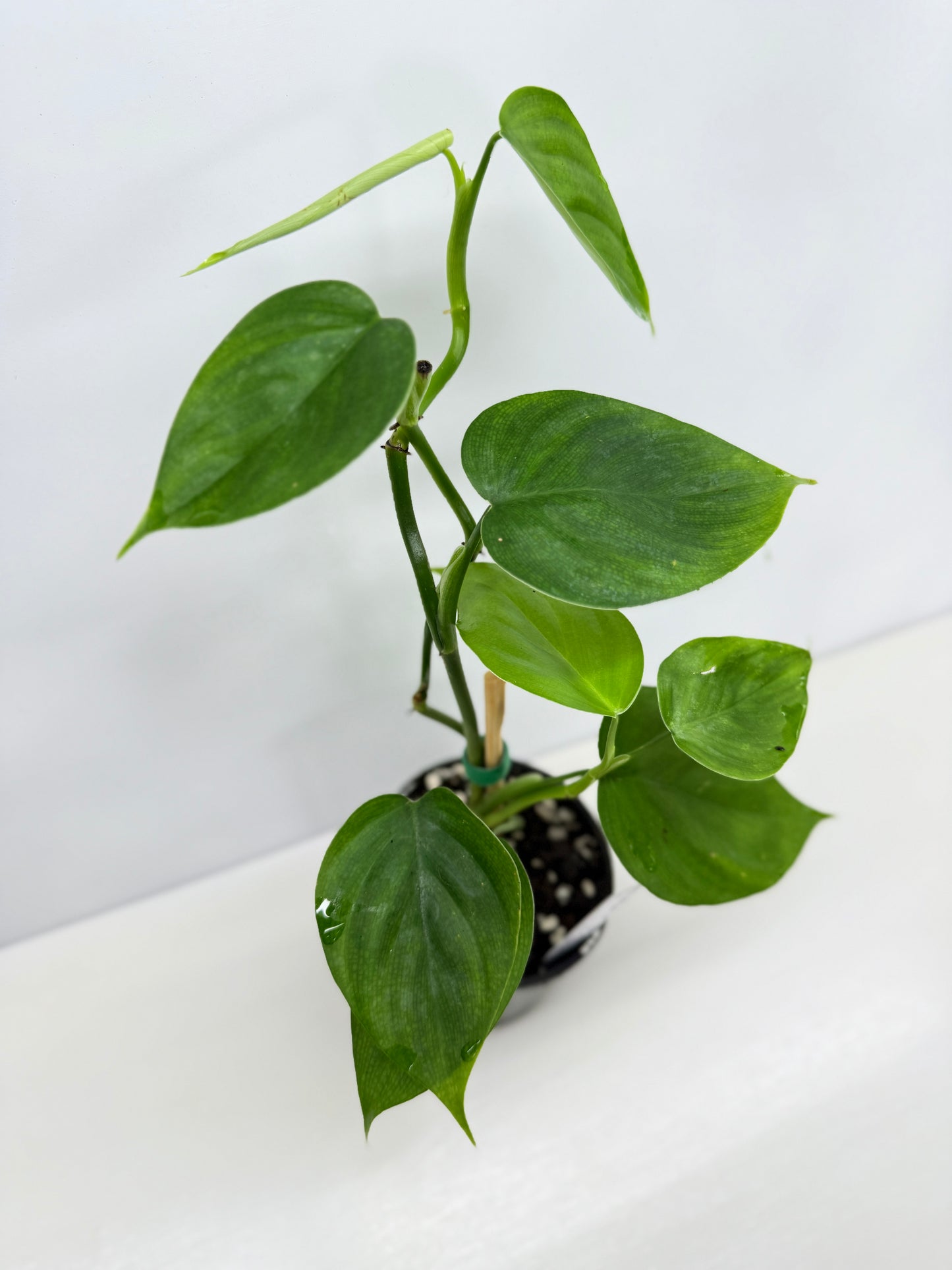 hilodendron Equatorial Flat Leaf Y74