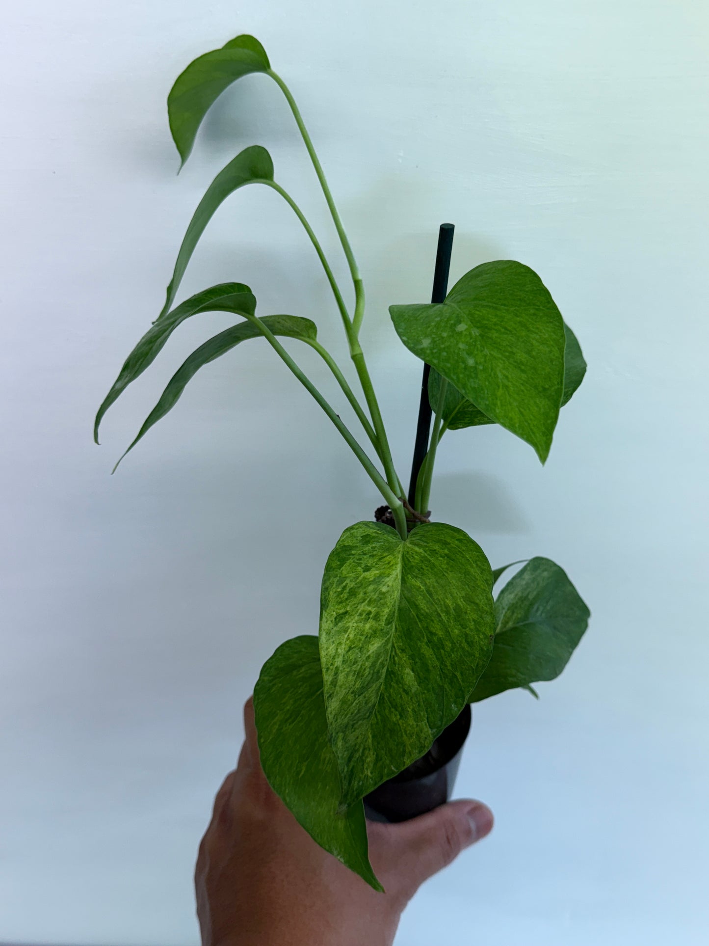 Epipremnum pinnatum 'Mint' Variegata Q58