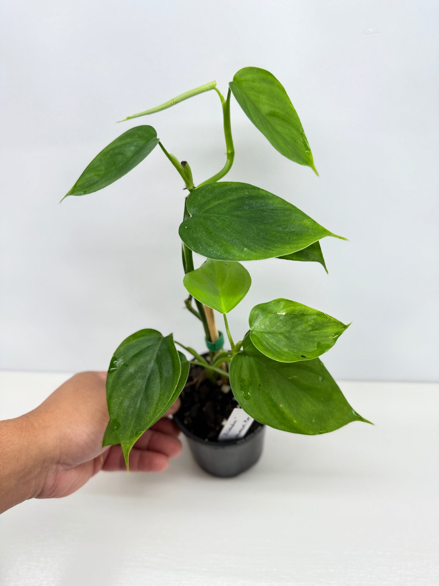 hilodendron Equatorial Flat Leaf Y74